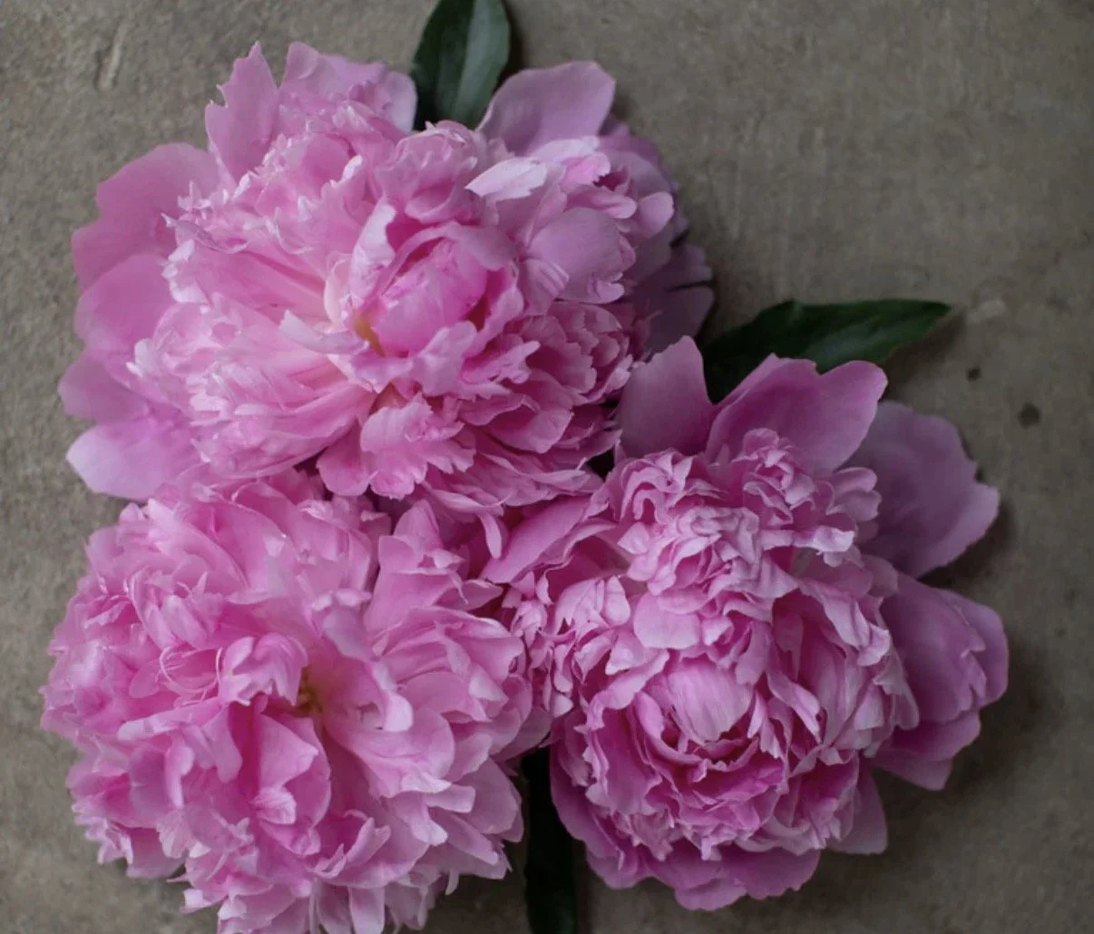 Potted Peonies