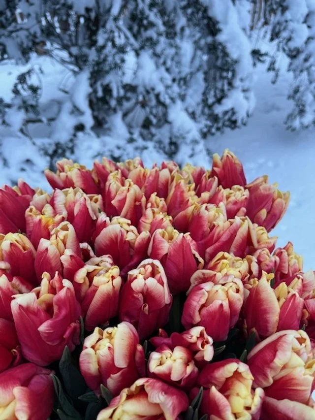 dee jay parrot tulip.jpg (Copy)