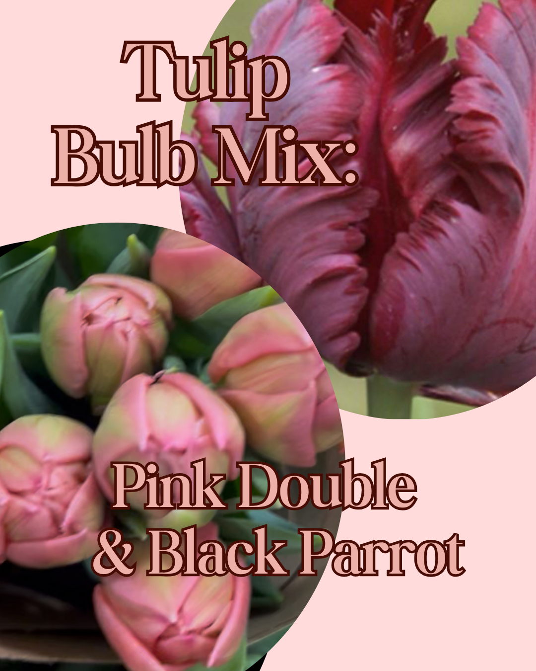 Tulip Bulb Mix.png