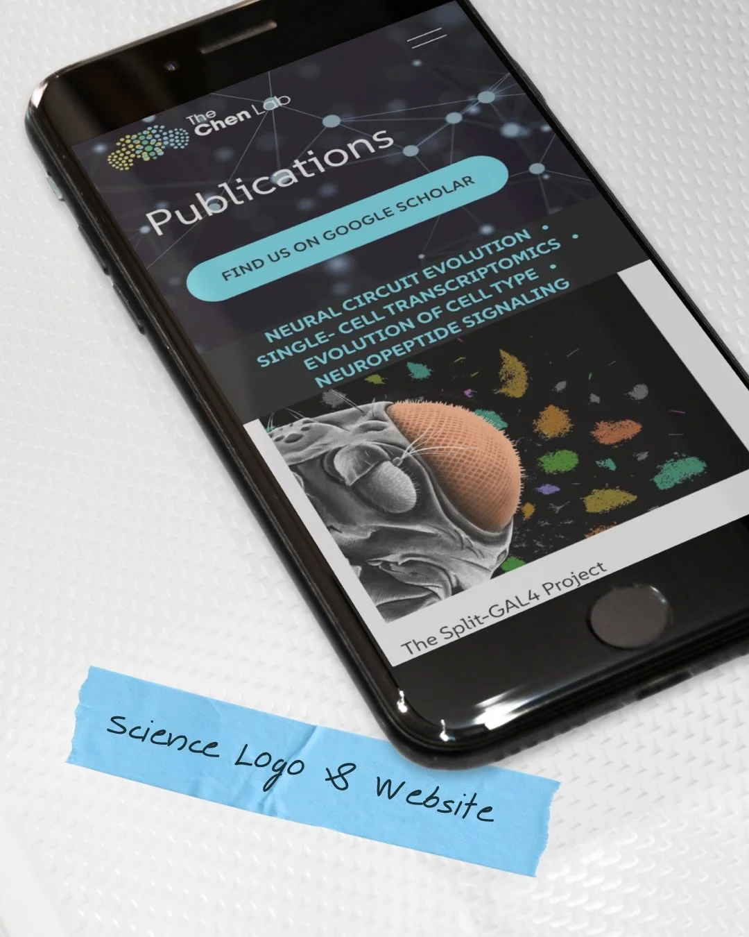 Meet the Chen Lab at Temple University, a developmental neuroscience lab using fruit fly genetics to uncover how neurons wire into precise circuits. Swipe to see how @baileyaknudsen and I reimagined Dr. Chen&rsquo;s website, from logo to launch: a cu