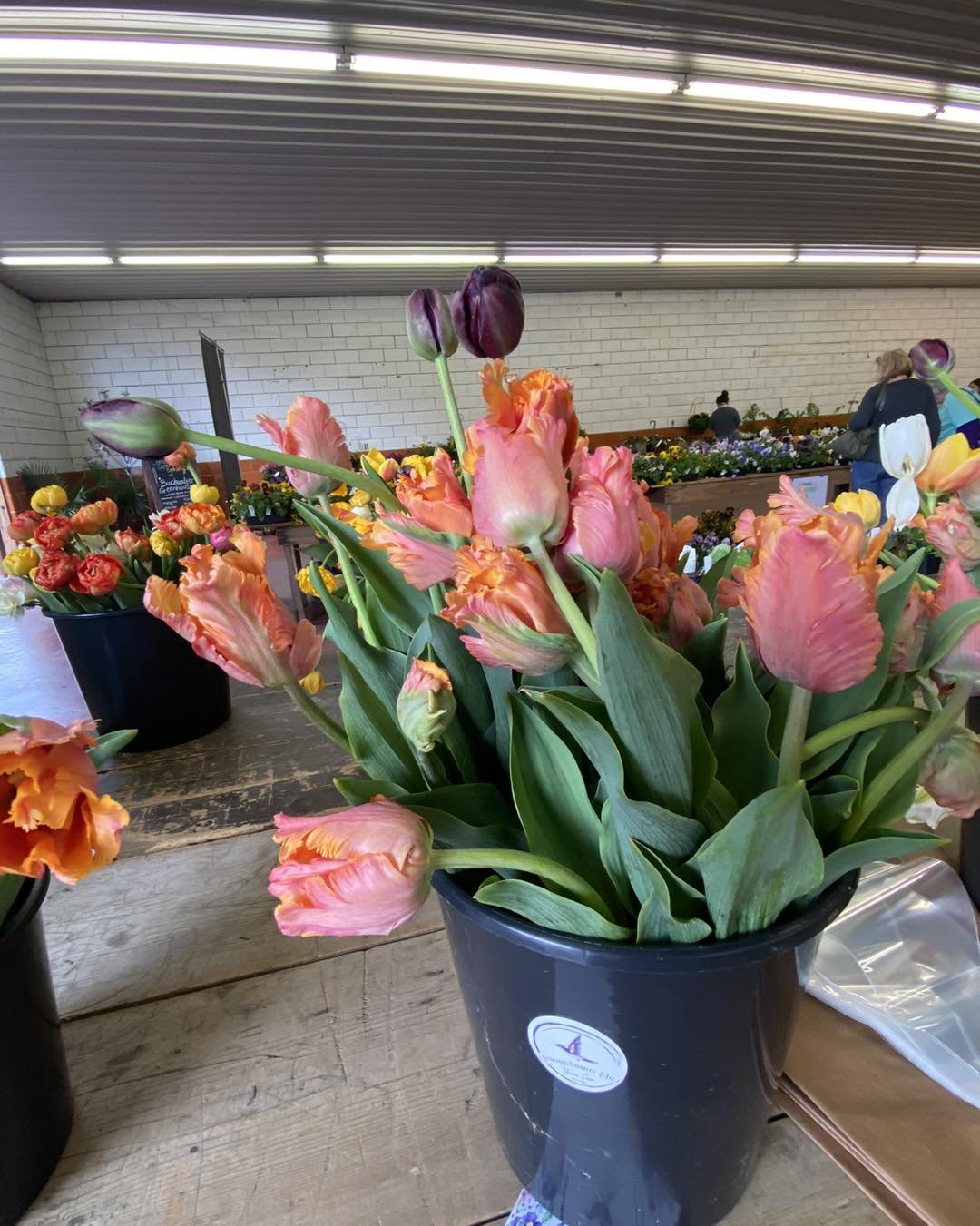 Come check out our fresh cut bouquets at the Plant Sale in the Kistler Building at the Wayne County Home &amp; Garden Show.  We have fancy tulips and amazingly fragrant narcissus. 

Come check out our herbs and perennials too! 

#waynecountyhomeandga