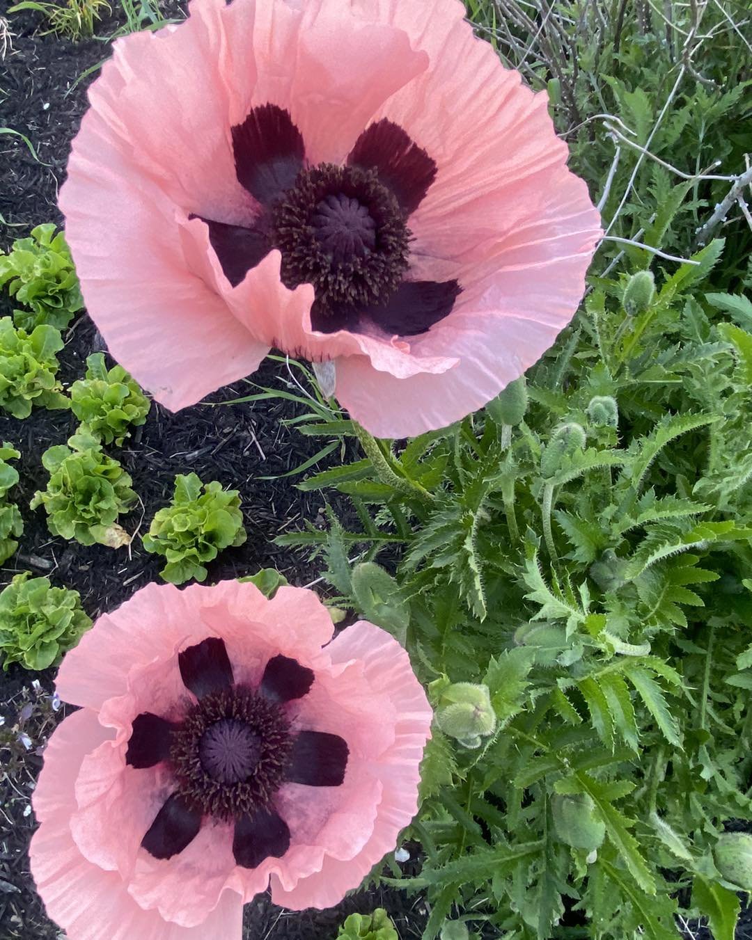 Wayne County Home &amp; Garden Show 

If you drive by our farm in Spring and love the poppies by our mailbox, we have them for sale today at the Home &amp; Garden Show. 

#waynecountyhomeandgardenshow