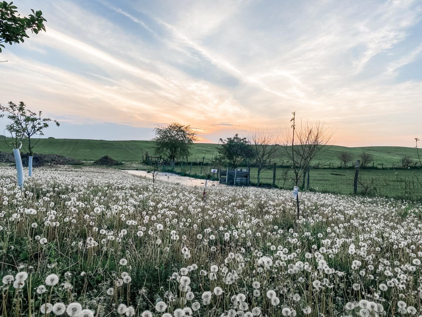 Even a field of dandelions is beautiful at sunset 

#flowerfarm