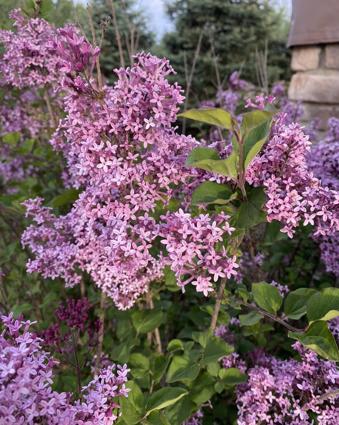 The Bloomerang lilacs are gorgeous this year- and just in time for a special, themed  birthday party this weekend!

#lilac #lilacs #bloomerang #spring #Flo #springflowers