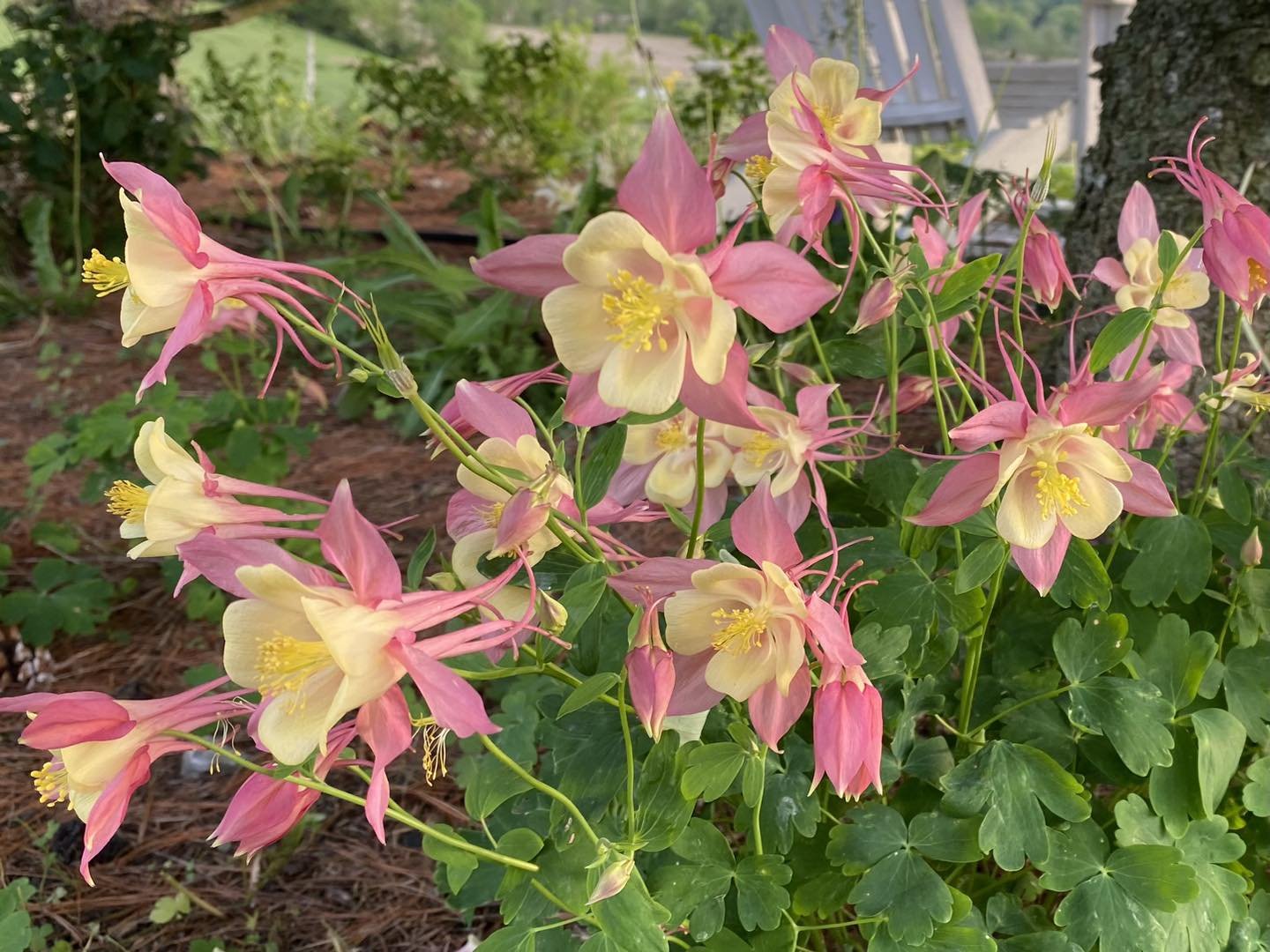 The Columbine is beautiful this year!