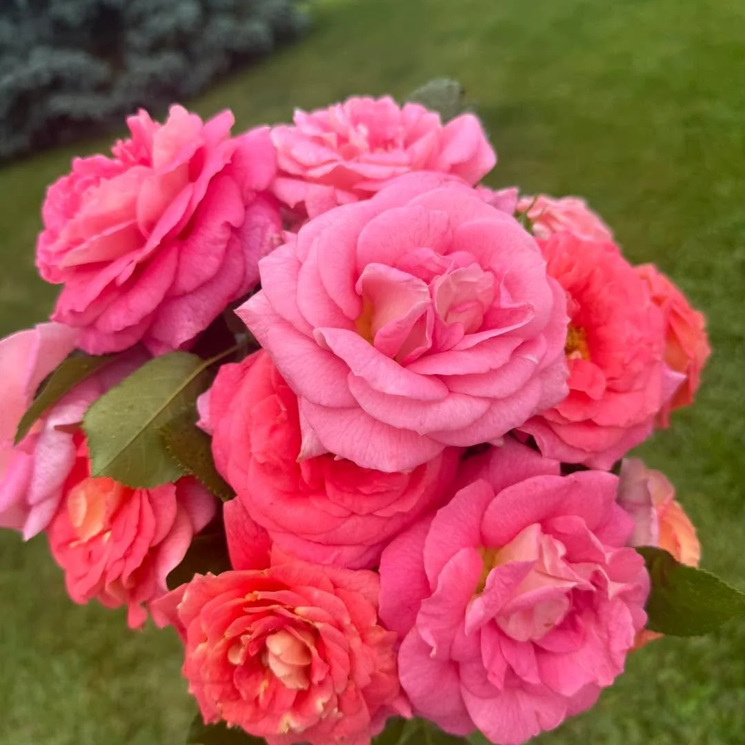 Our rose garden has needed some TLC this year after a hard, cold winter. 

It&rsquo;s a work in progress (the worst it&rsquo;s ever looked) but this throwback reminds me how much beauty they bring to the world.

We have about 70 variety of roses in o