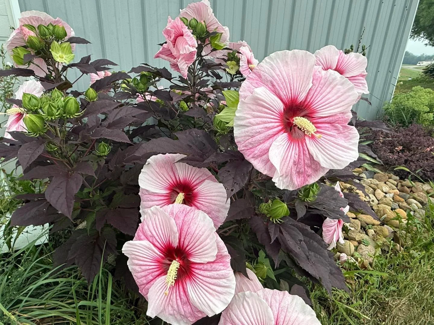 Hardy hibiscus scream summer -huge dinner plate blooms! They are looking beautiful! 

#hibiscus #summervibes