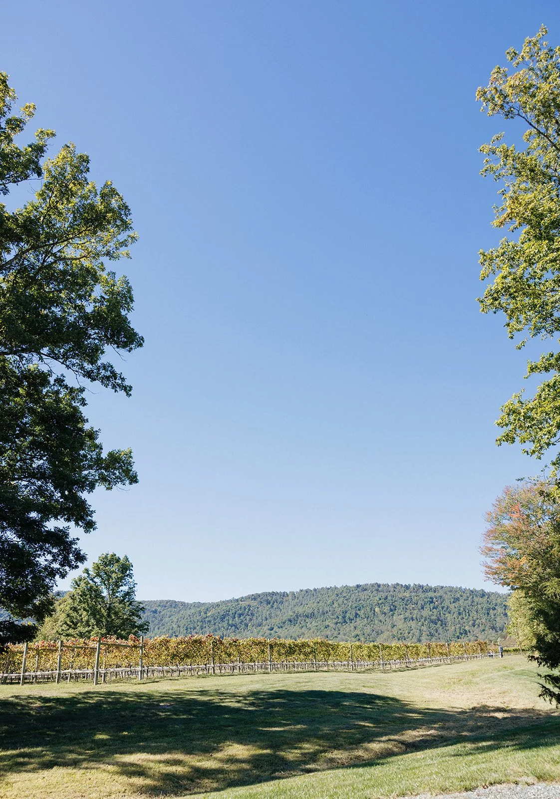 SS_VeritasVineyards_October9.2025-3.jpg