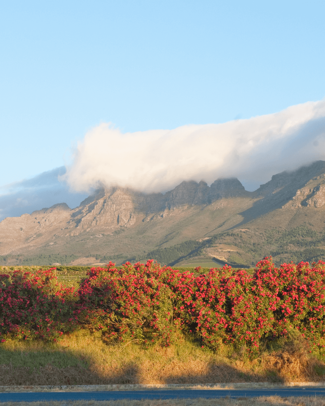cape-winelands-with -kids-little-people-big-adventures.png