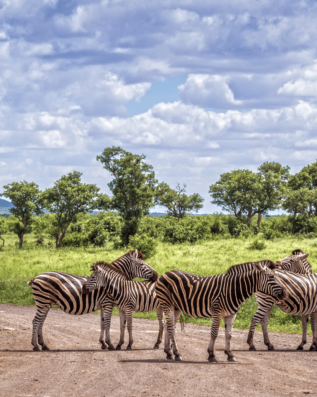 kruger-national-park-with -kids-little-people-big-adventures.png