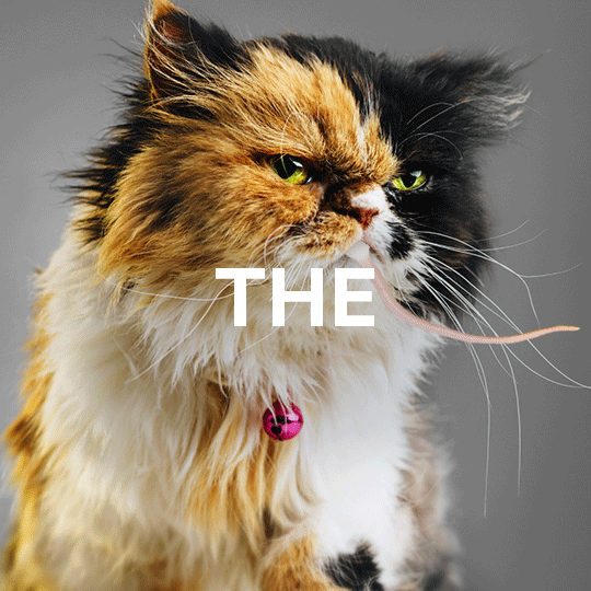 tumblr_nwzsj2rBPX1ur3wvgo1_540.gif