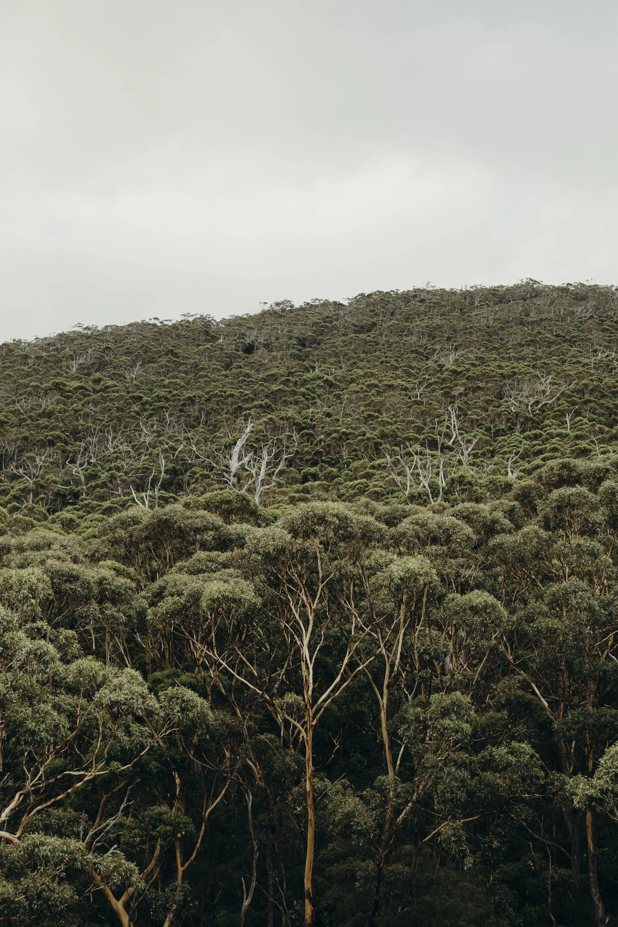 Nature Is Medicine. Why Your Nervous System Needs Green Time