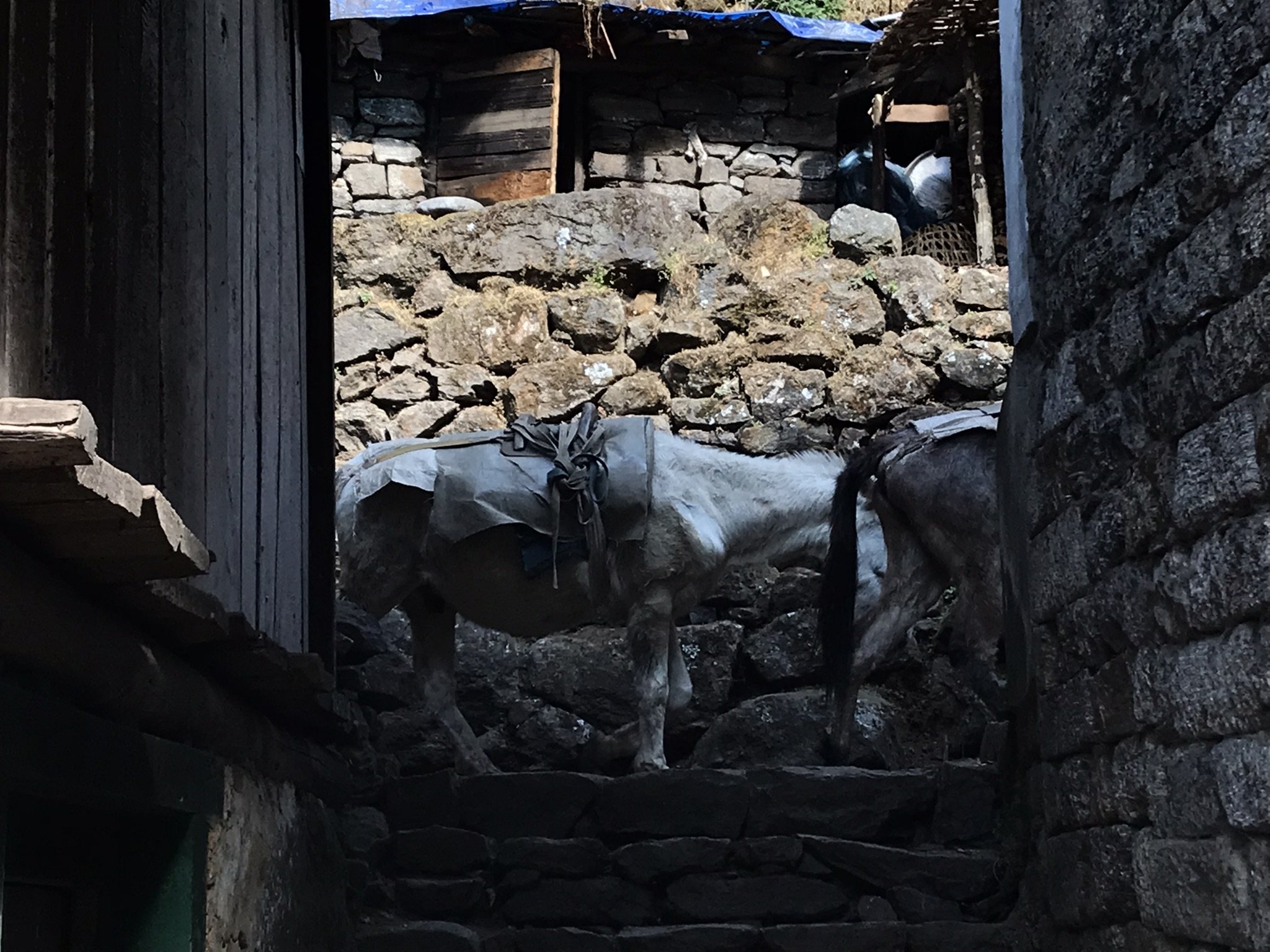 IMG_0142.jpeg