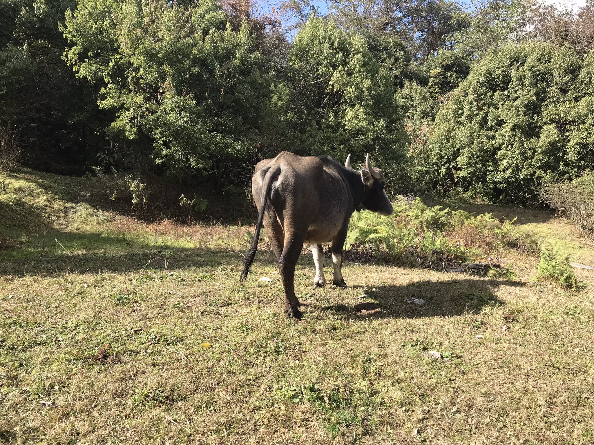 IMG_8643(1).jpeg