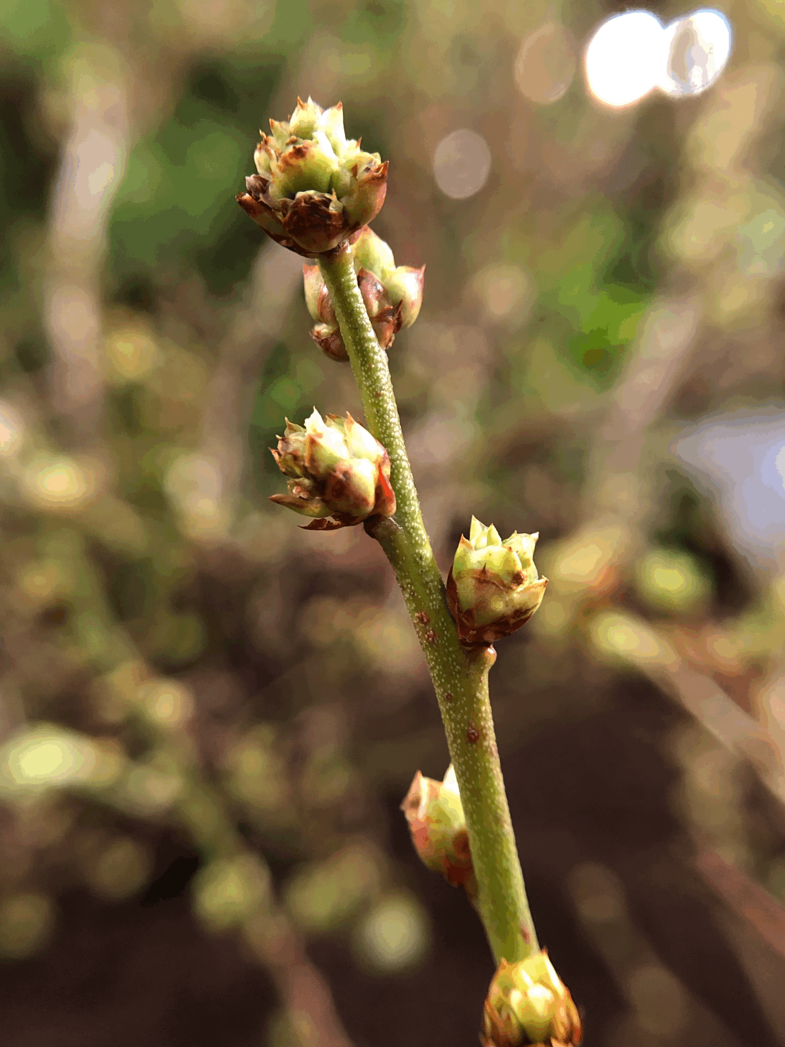 The Comeback We Can Count On