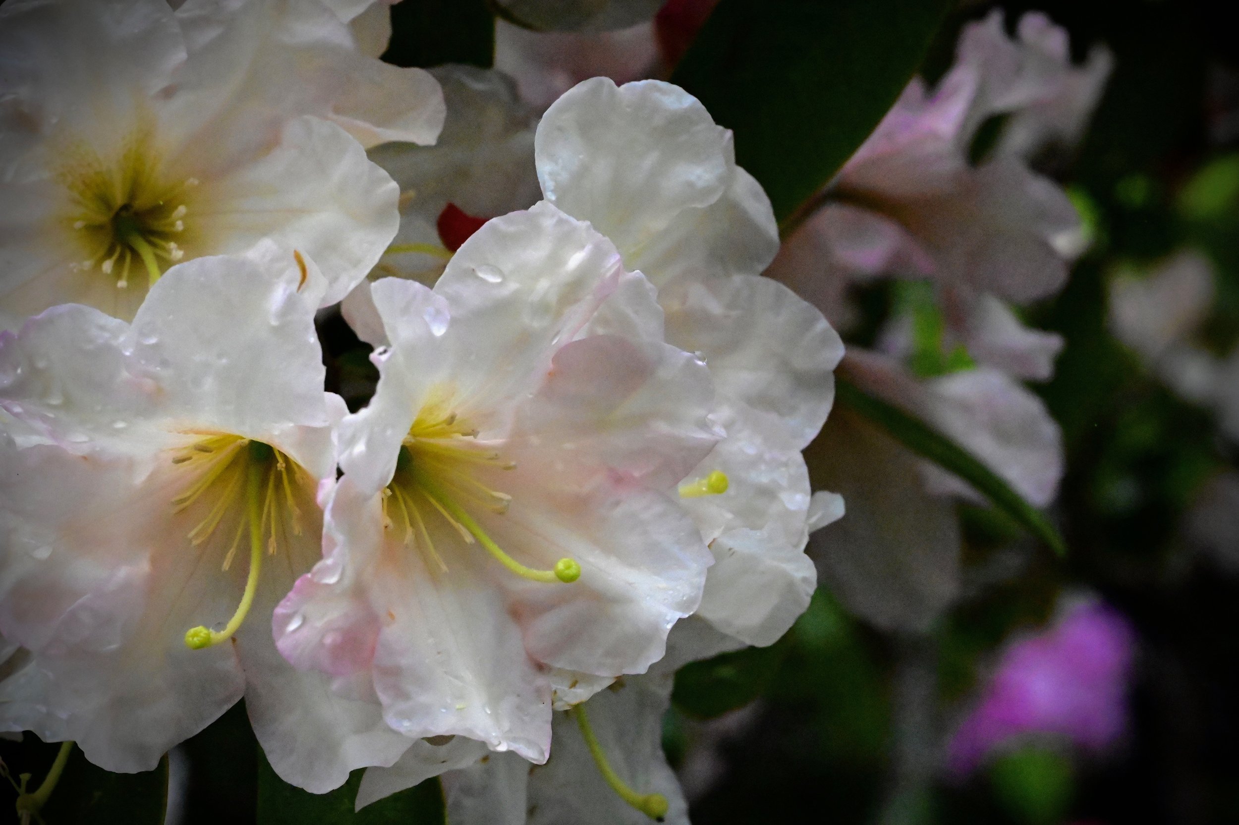 Standing at Summer’s Doorstep