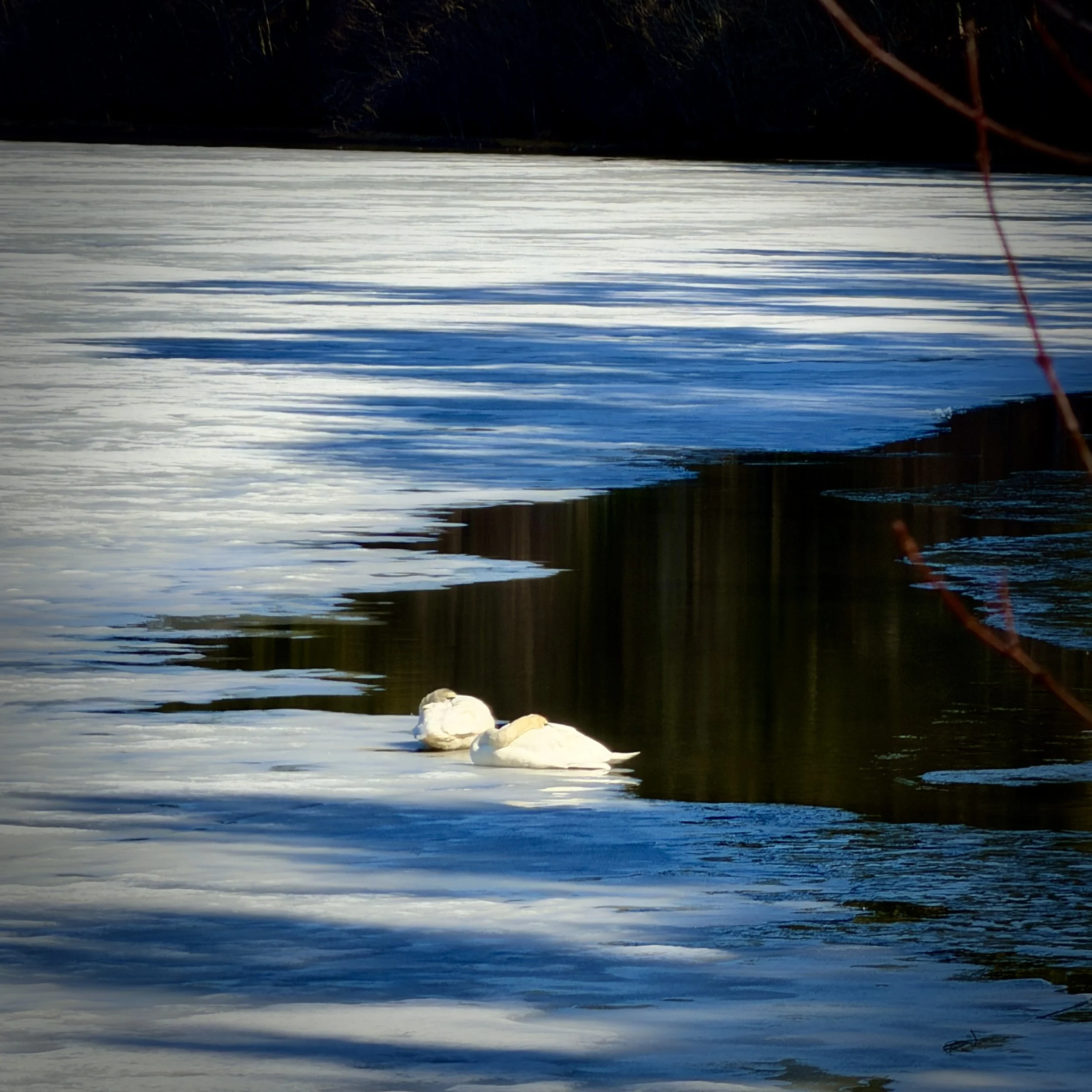A Day Off for the Swans