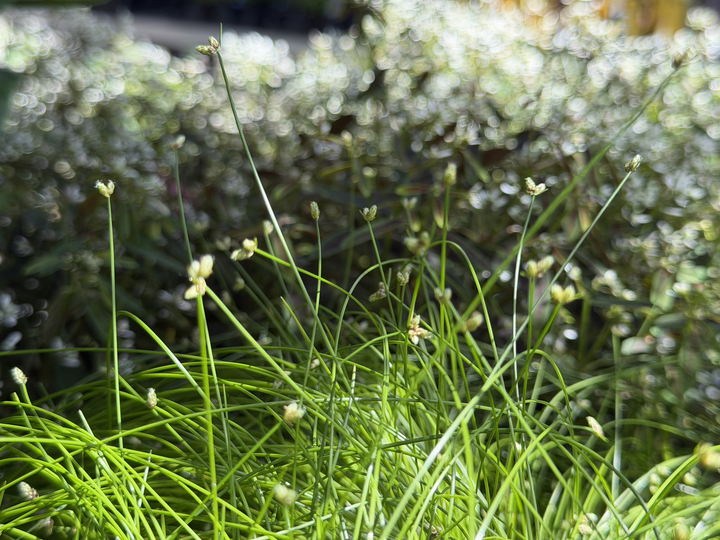 Spring Under Glass