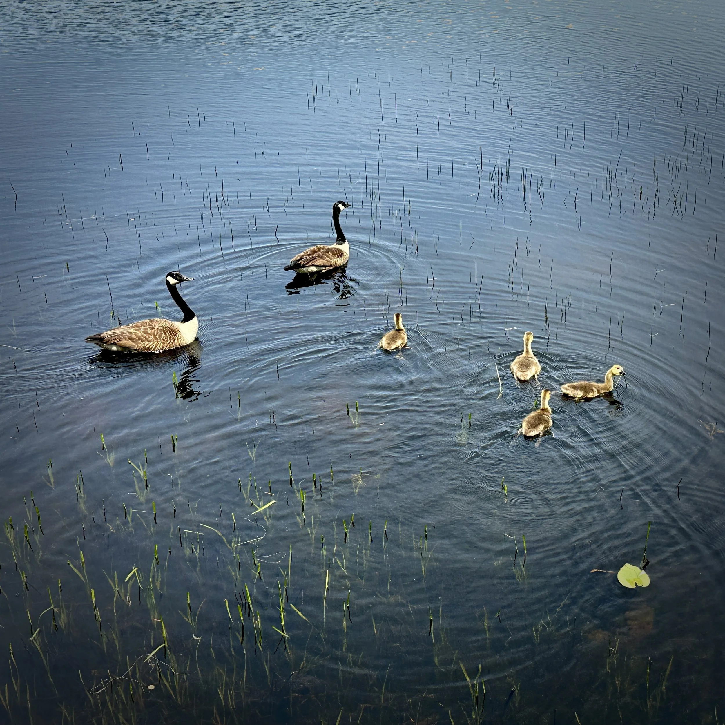 A Gathering