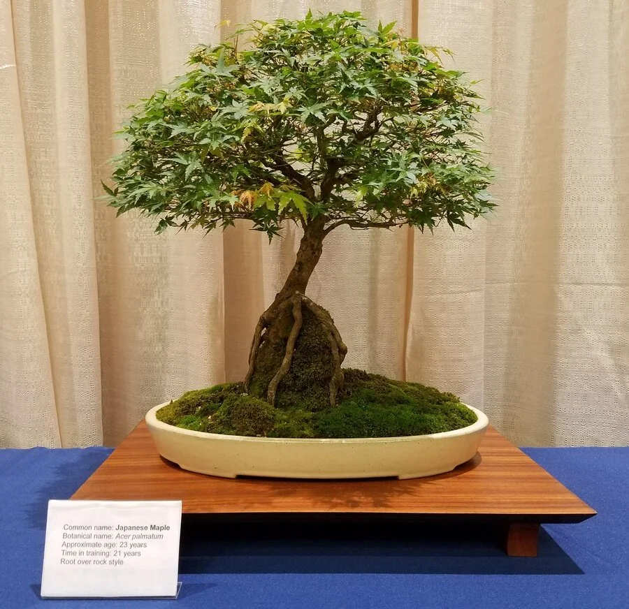 japanese maple.jpg