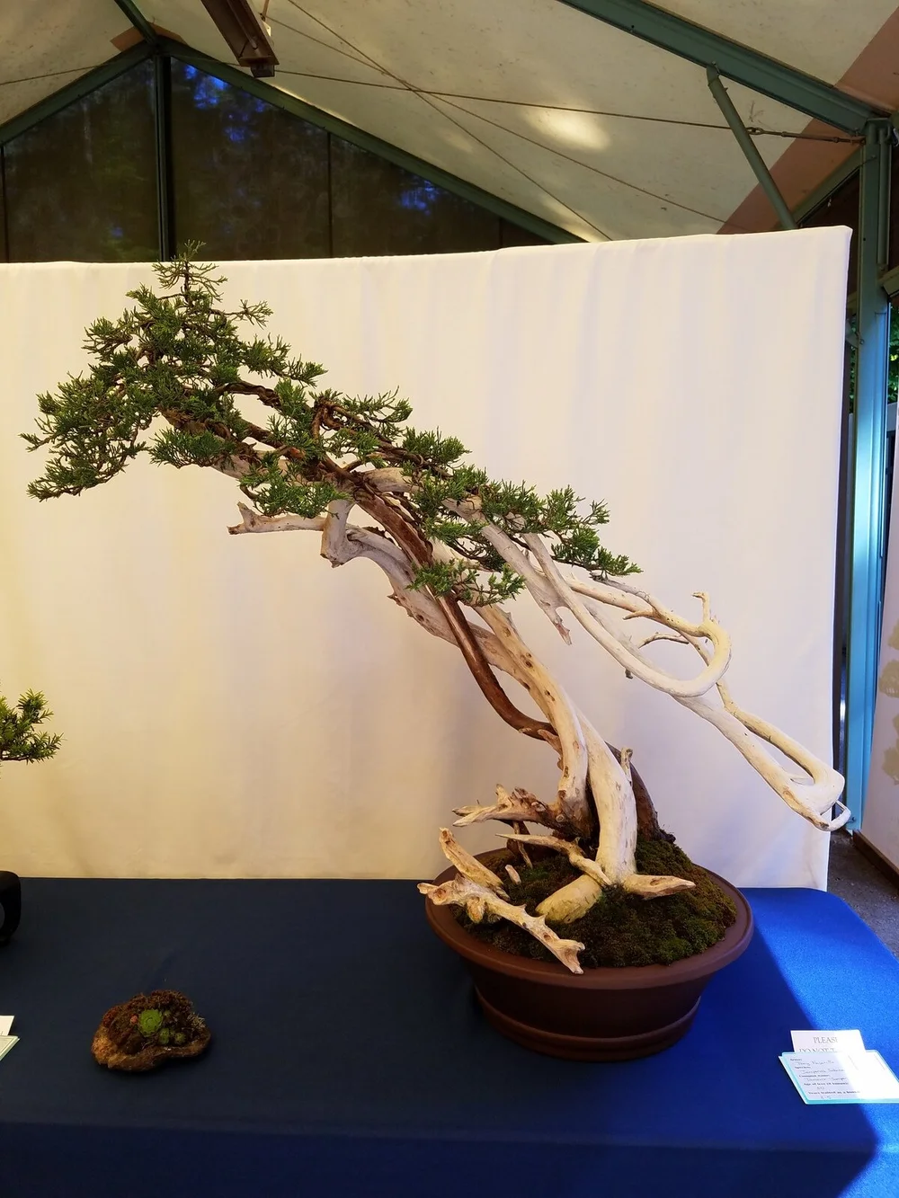 Spring Show 2018  Puget Sound Bonsai Association