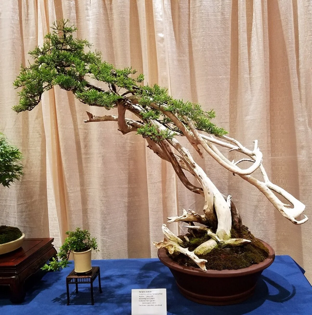 PSBA Japan Fair 2018 tamarix juniper.jpg