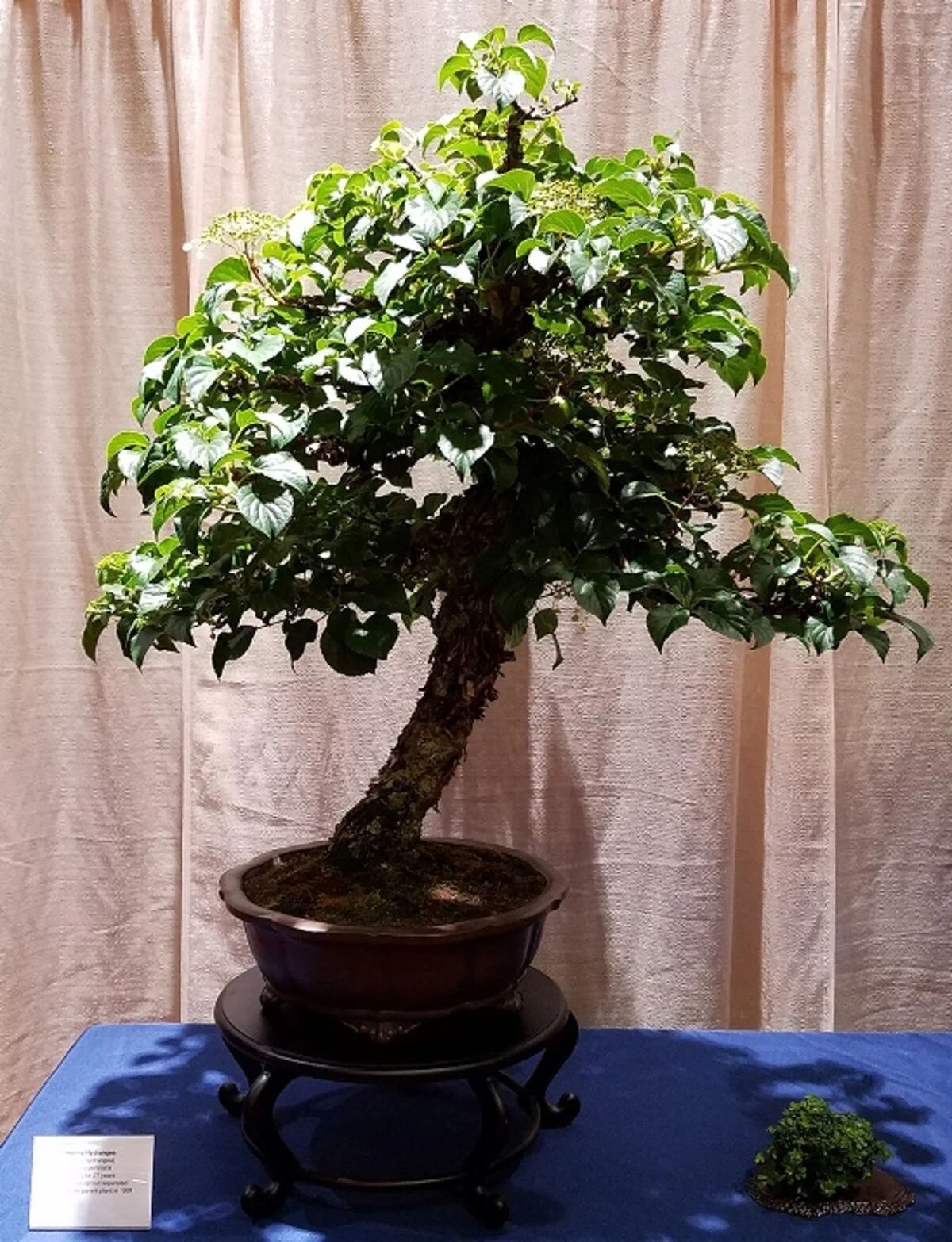 PSBA Japan Fair 2018 climbing hydrangea.jpg