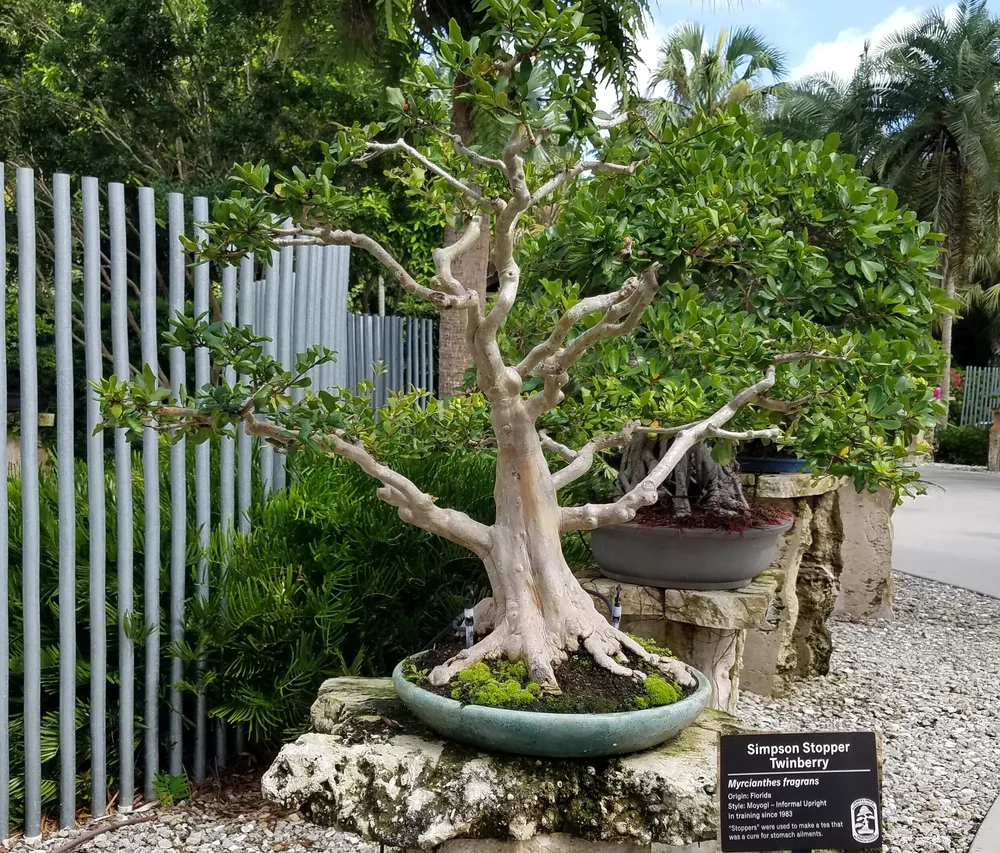 Bonsai in Southeast Florida  Puget Sound Bonsai Association