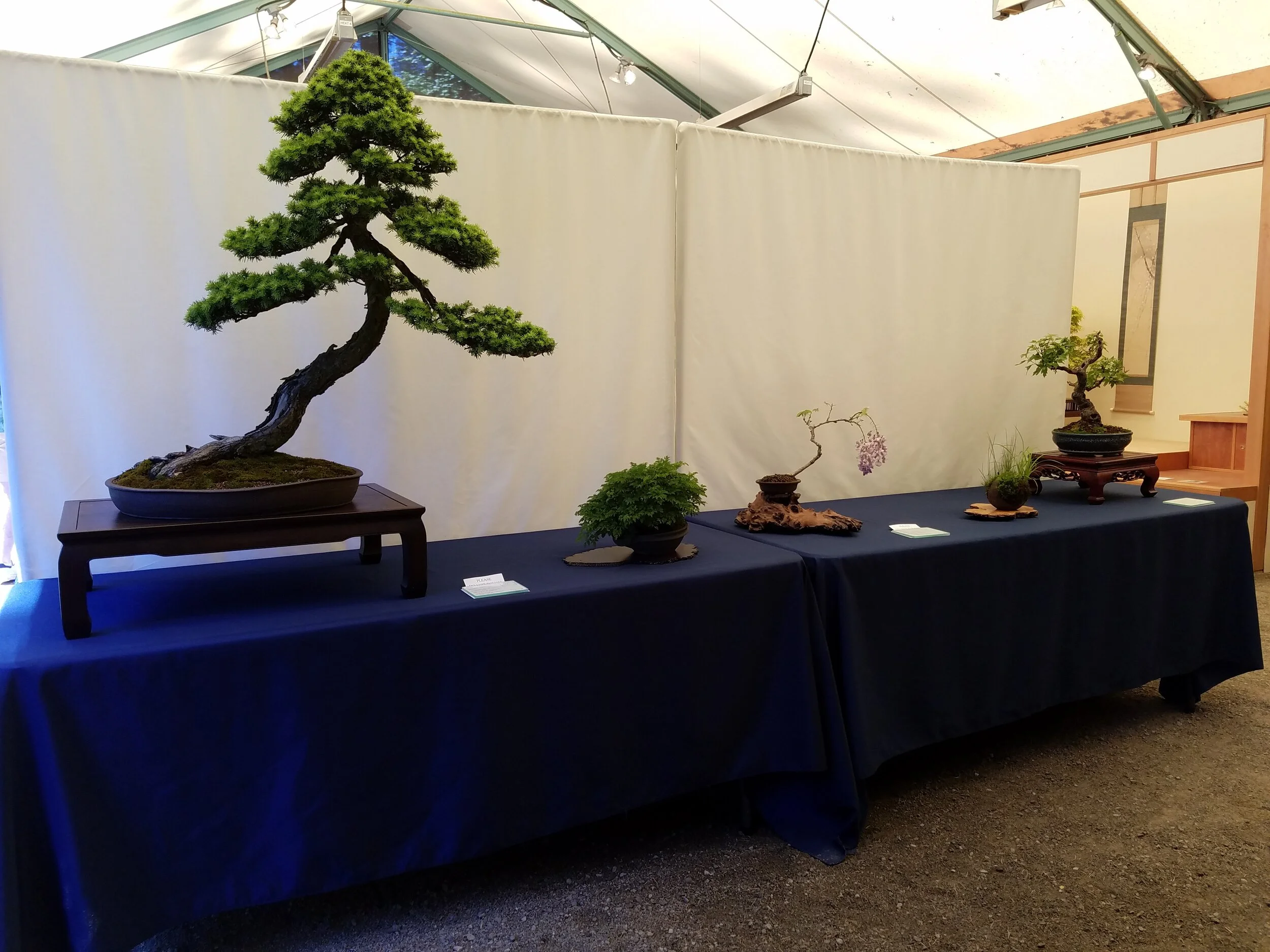 PSBA Spring Show 2018 Table 5.jpg
