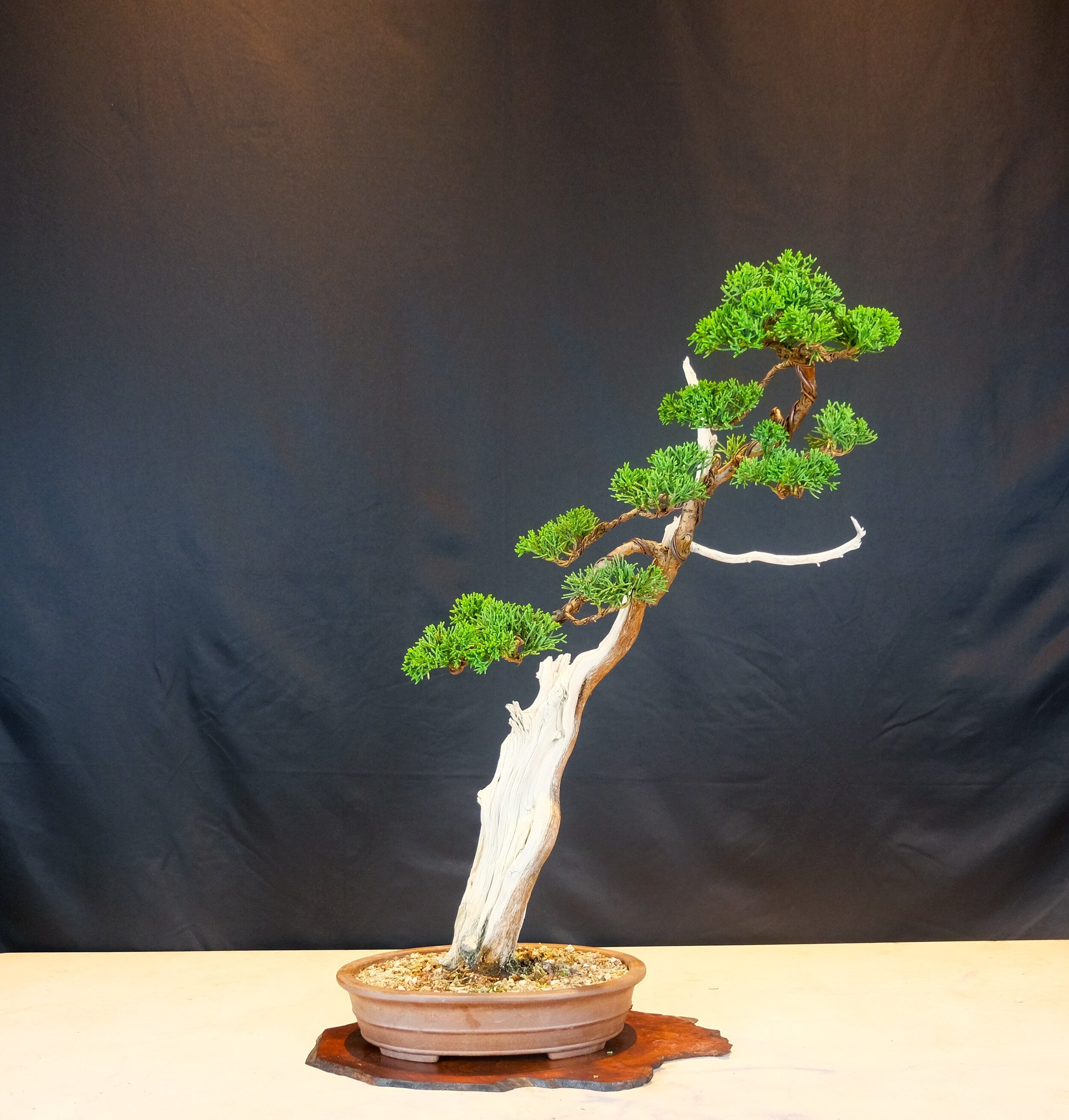 California Juniper grafted with Kishu (Juniperus californica).jpg