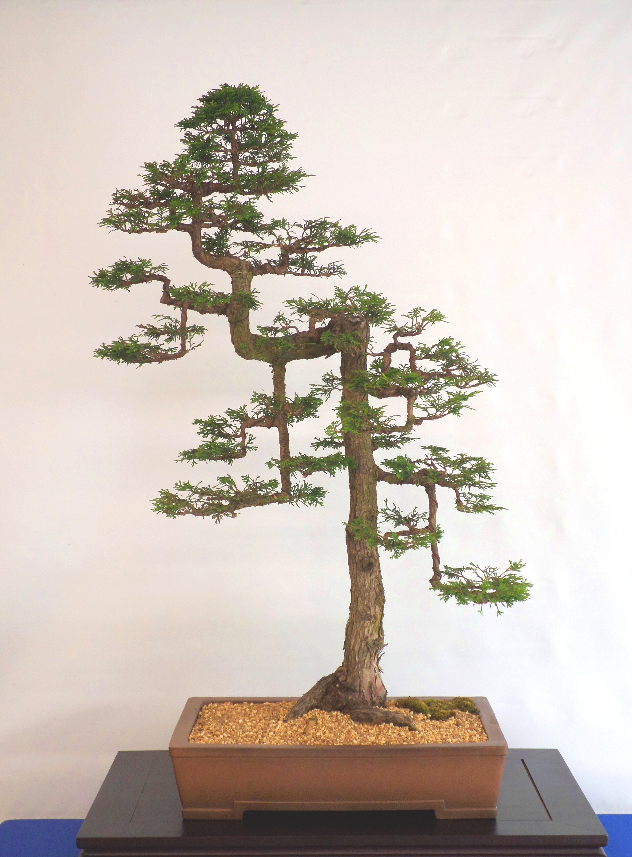 Hinoki Cypress (Chamaecyparis obtusa) No. 1.JPG