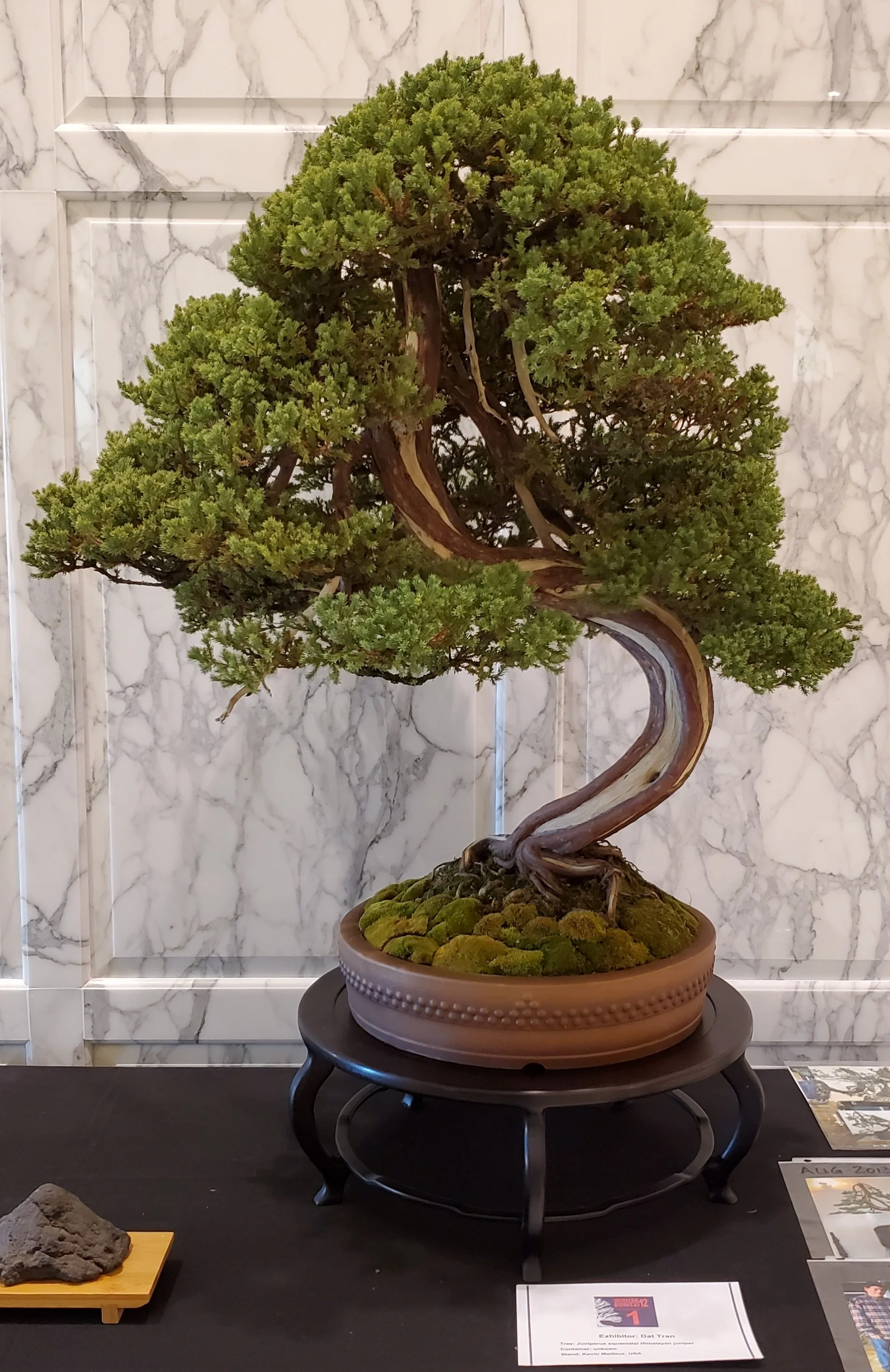 Himalayan Juniper