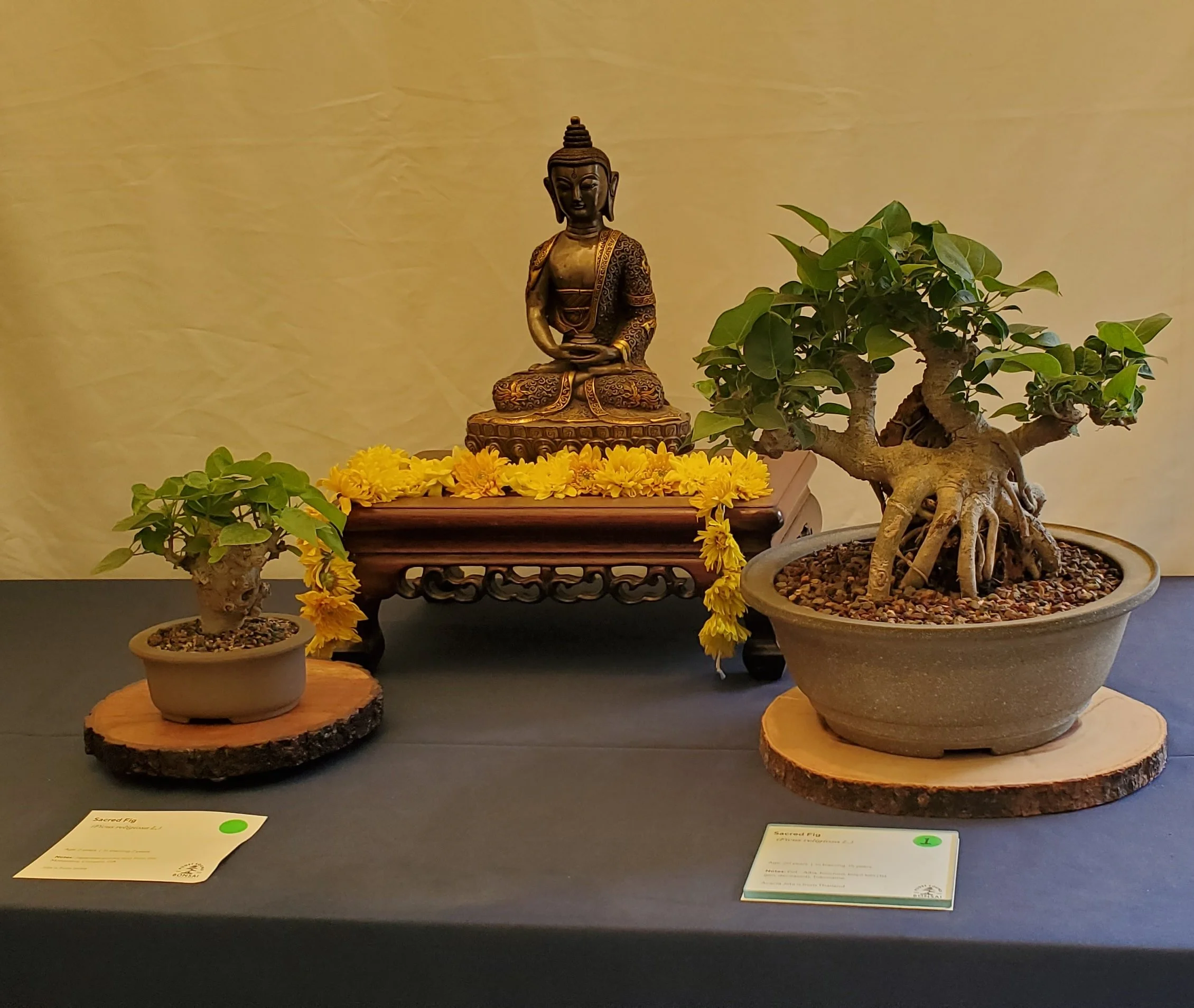 Spring Show 2025  Puget Sound Bonsai Association