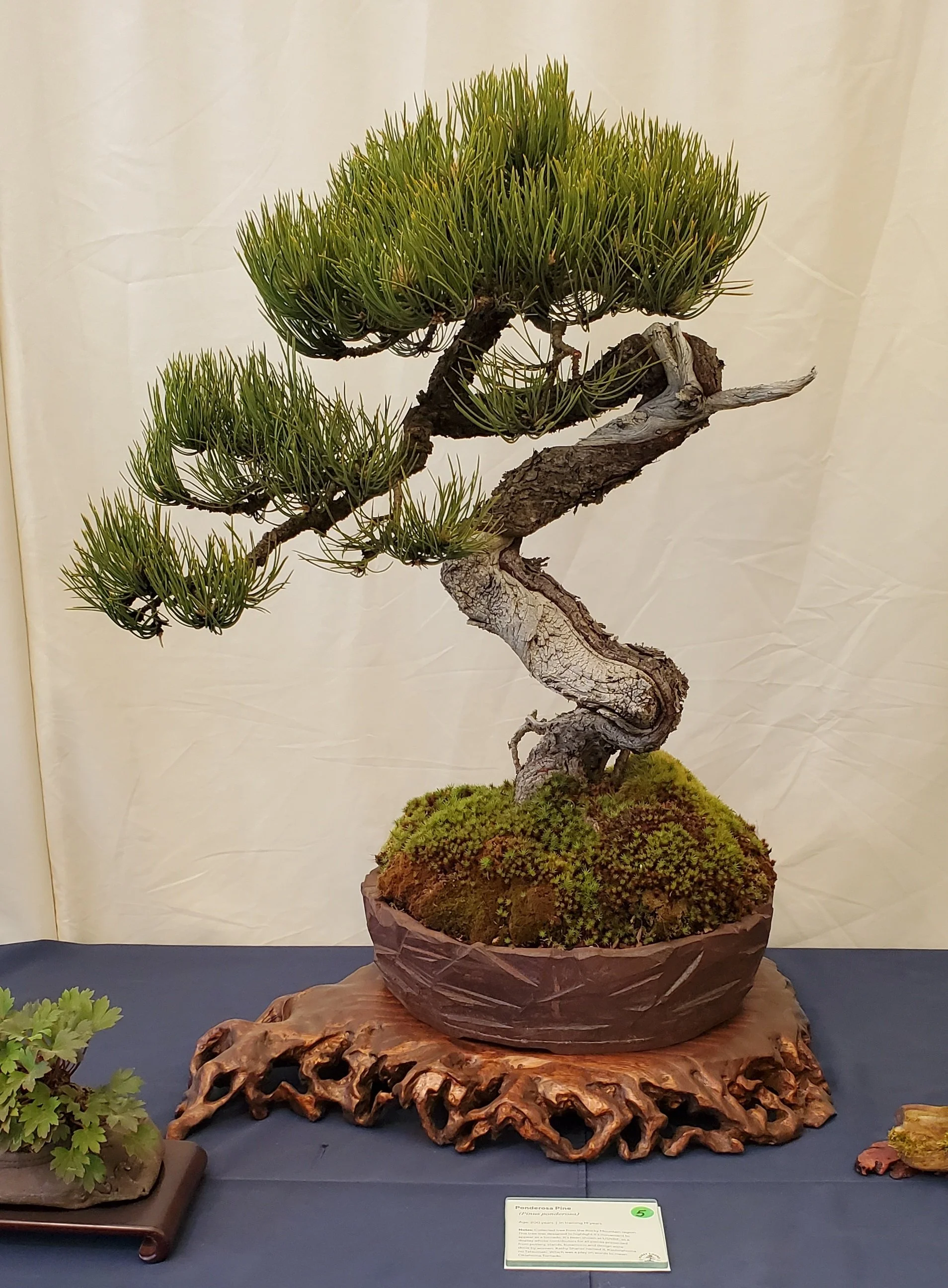 ss25_5_ponderosa_pine.jpg