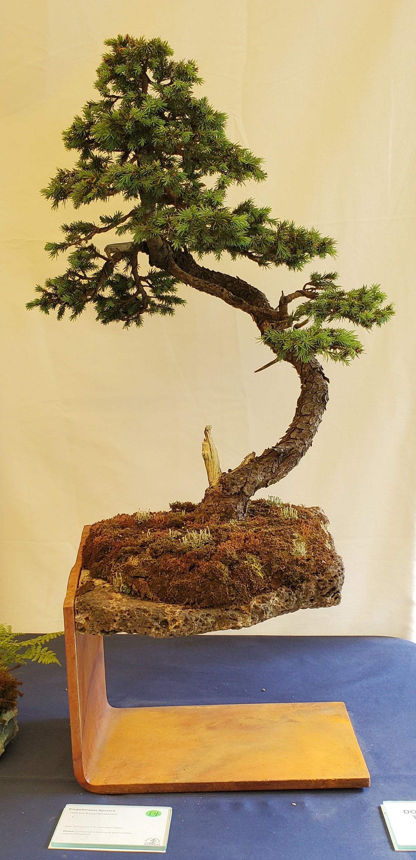ss25_14_engelmann_spruce.jpg