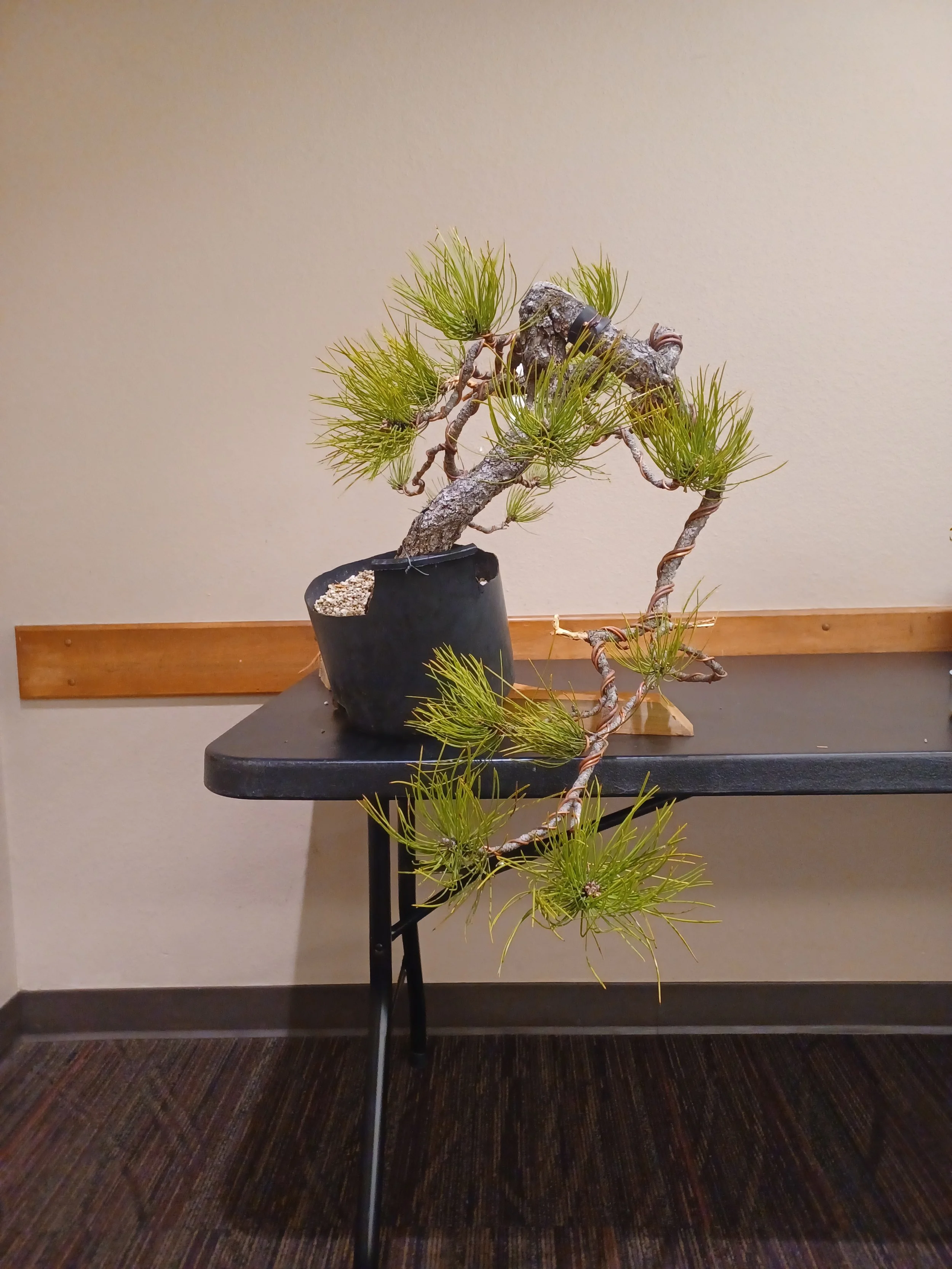 Ponderosa pine styled in a workshop with Todd Schlaffer