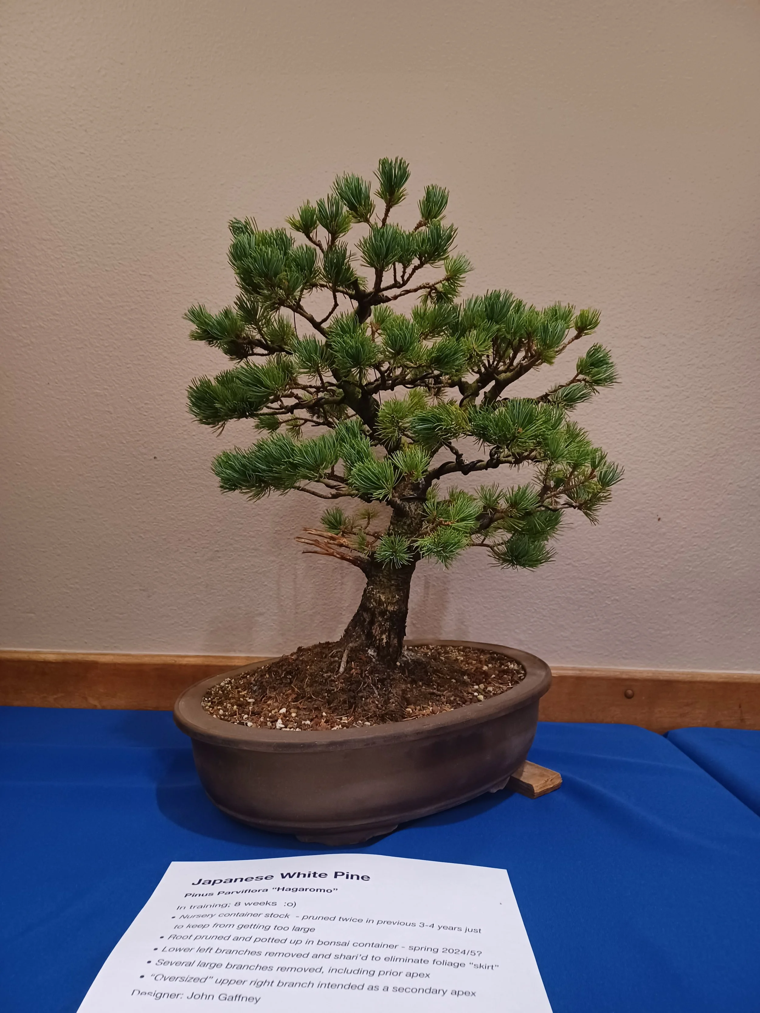 White Pine styled in workshop with Todd Schlafer