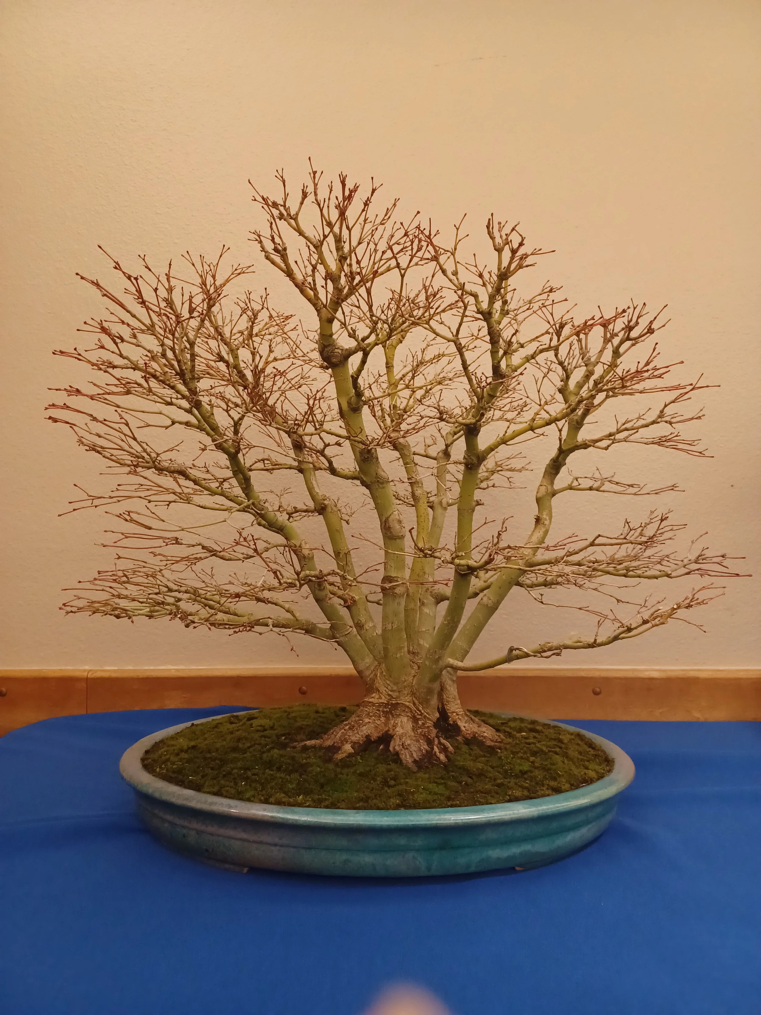 Clump Style japanese maple