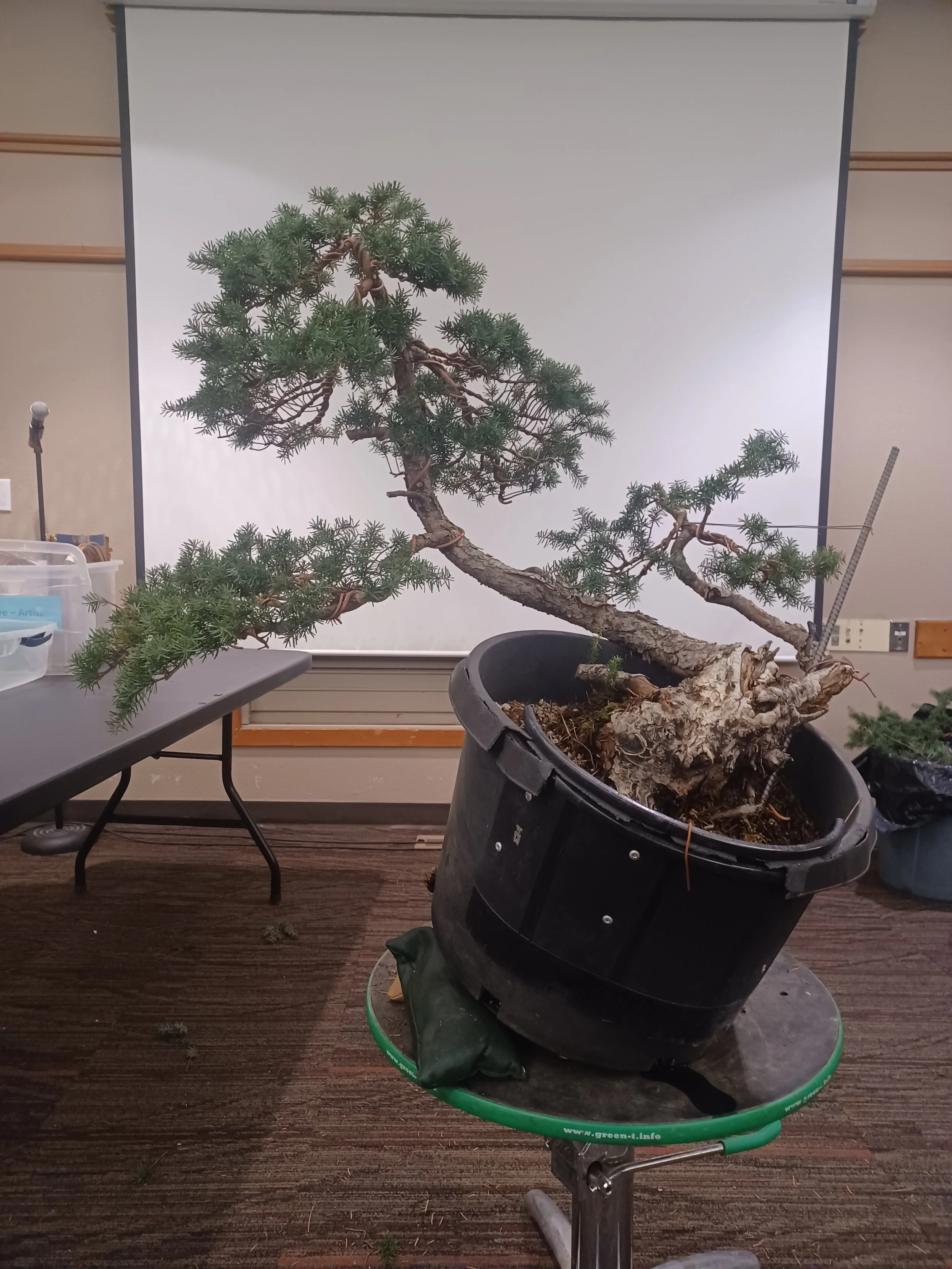 Western Hemlock after styling