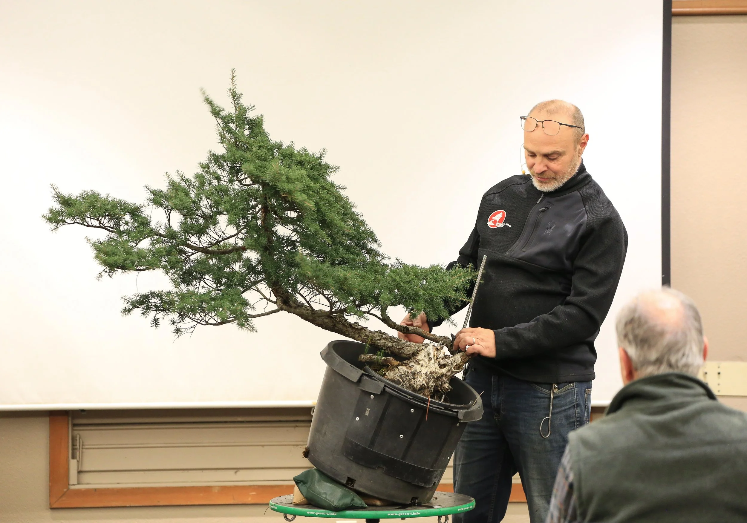 Todd works on a western hemlock