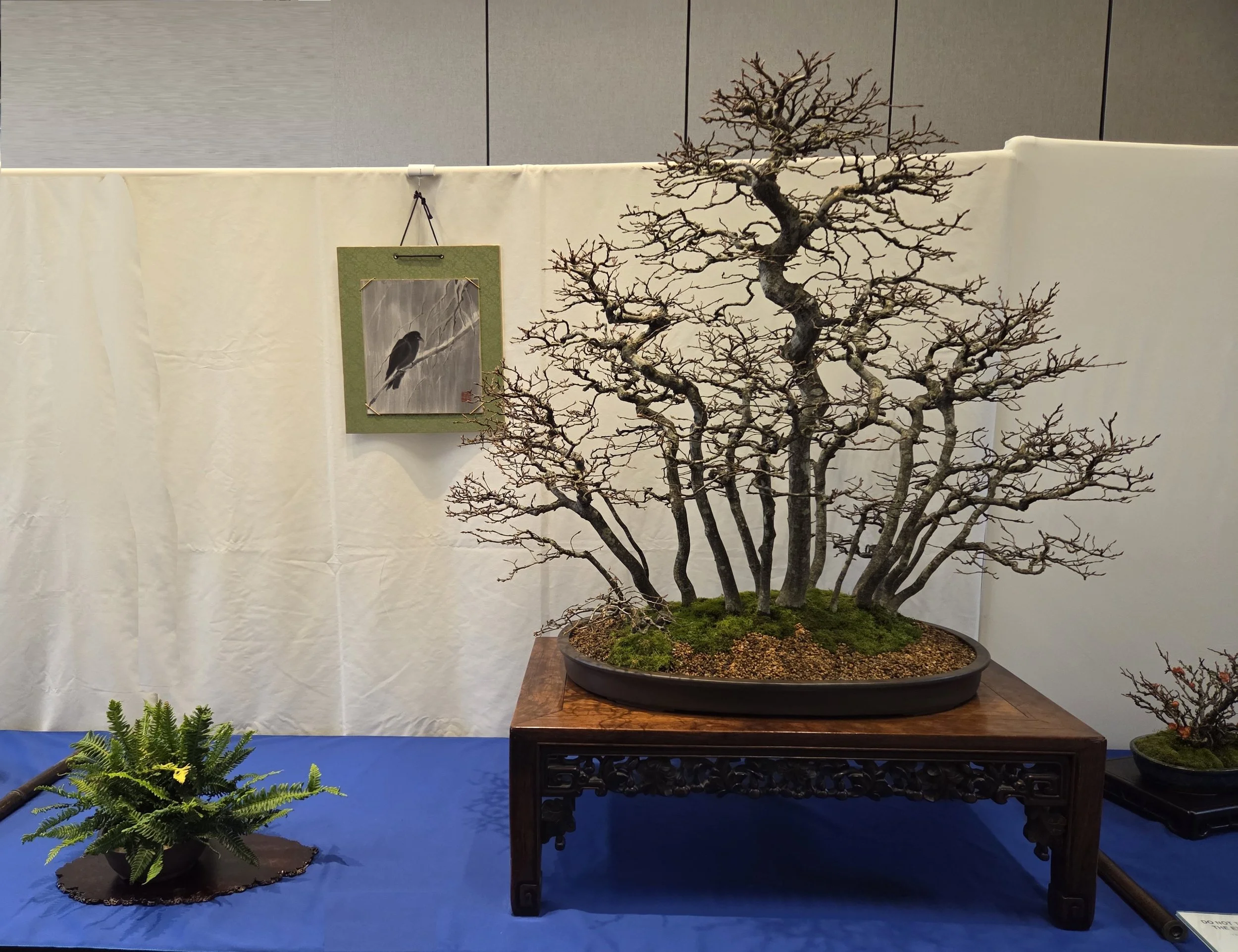 2 - Korean Hornbeam