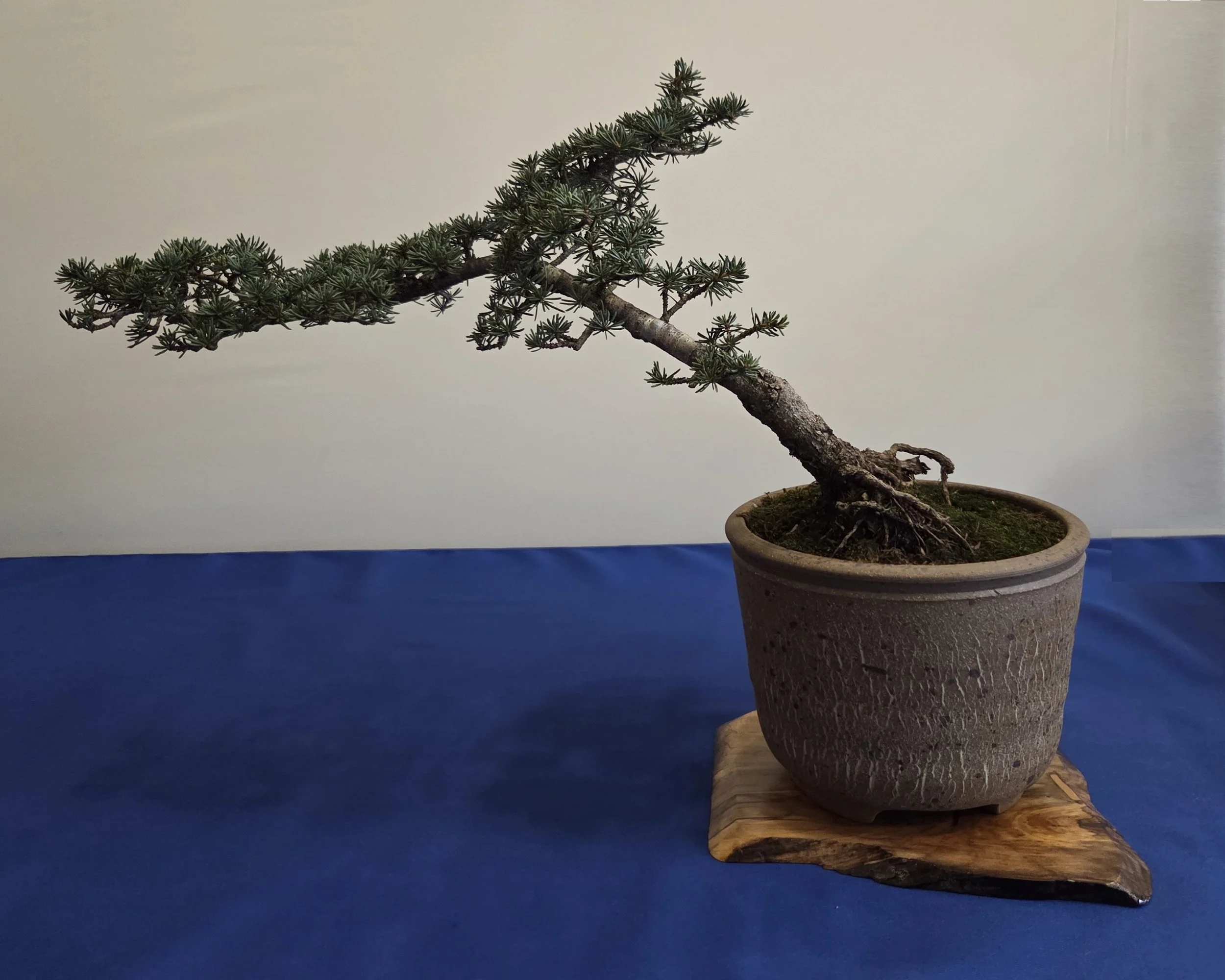 4 (1st tree) - Cyprus Cedar