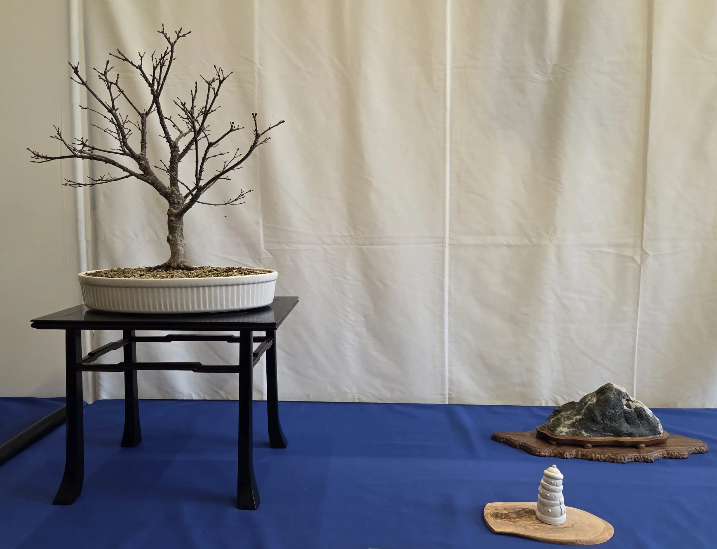 5 - Sharp's Pygmy Japanese Maple