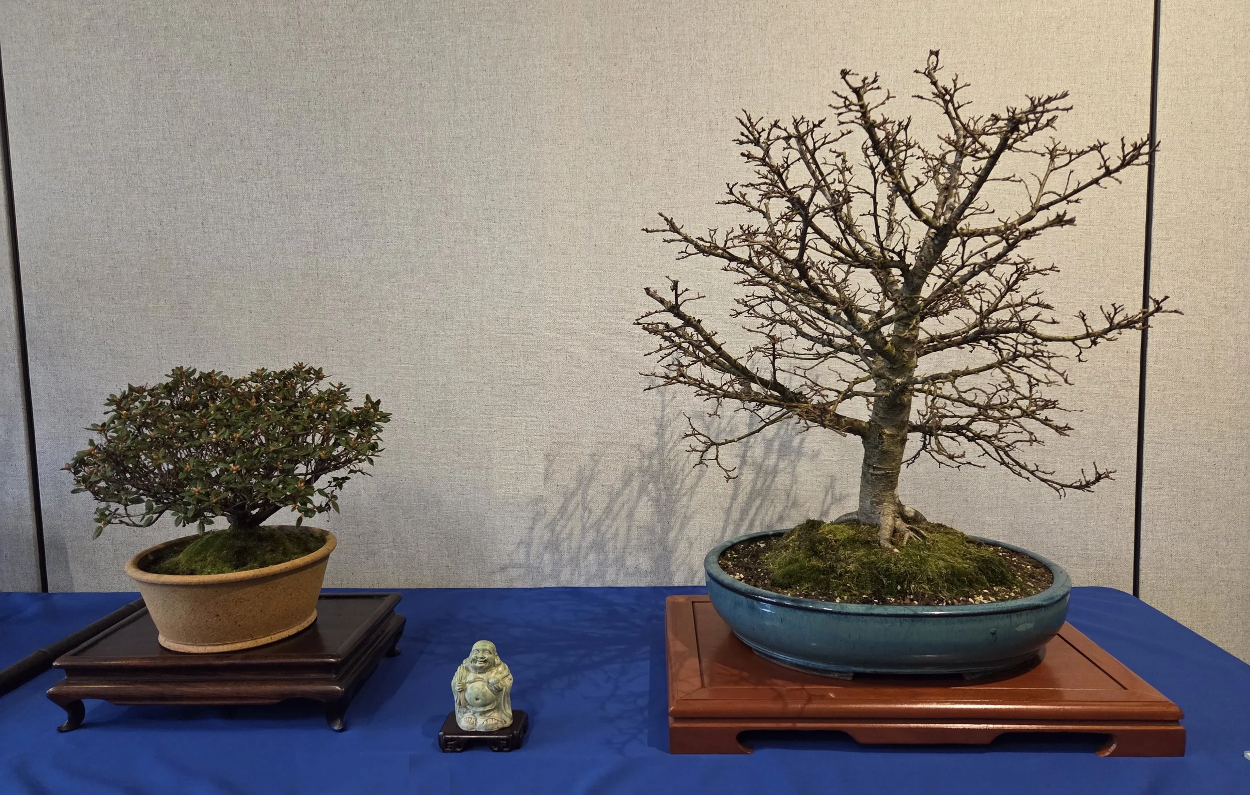 12 - Dwarf Littleleaf Linden