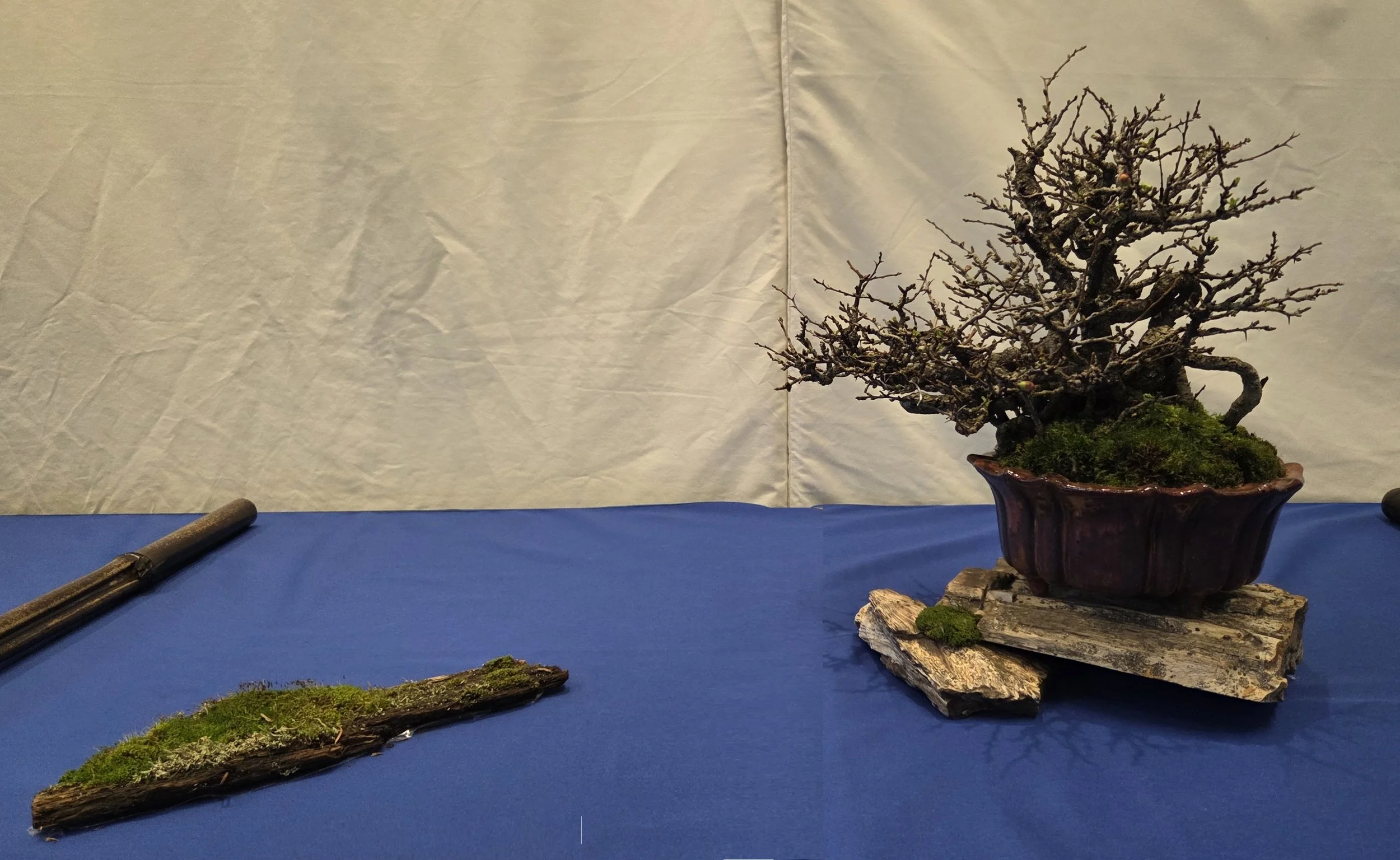 19 - Dwarf Japanese Flowering Quince