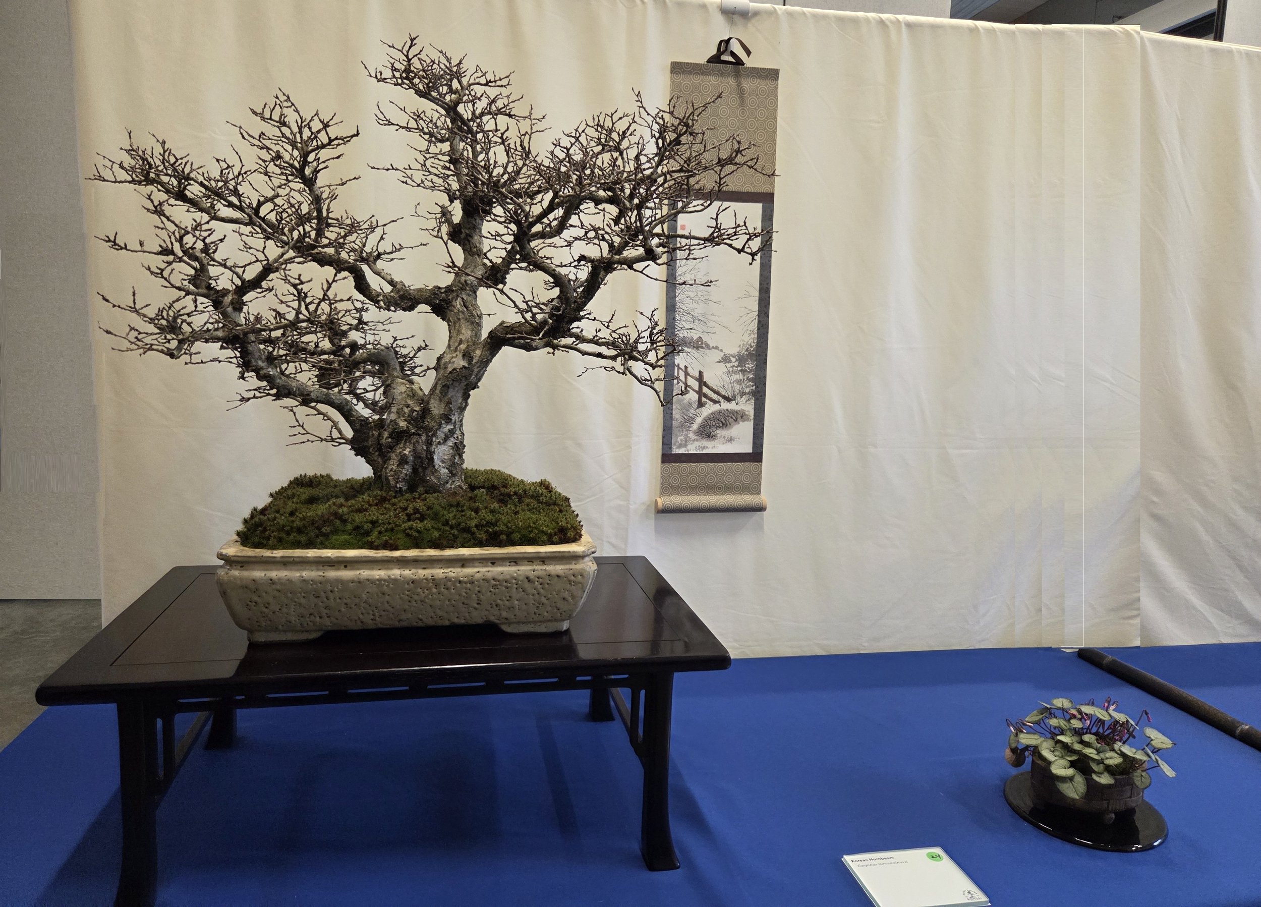 24 - Korean Hornbeam