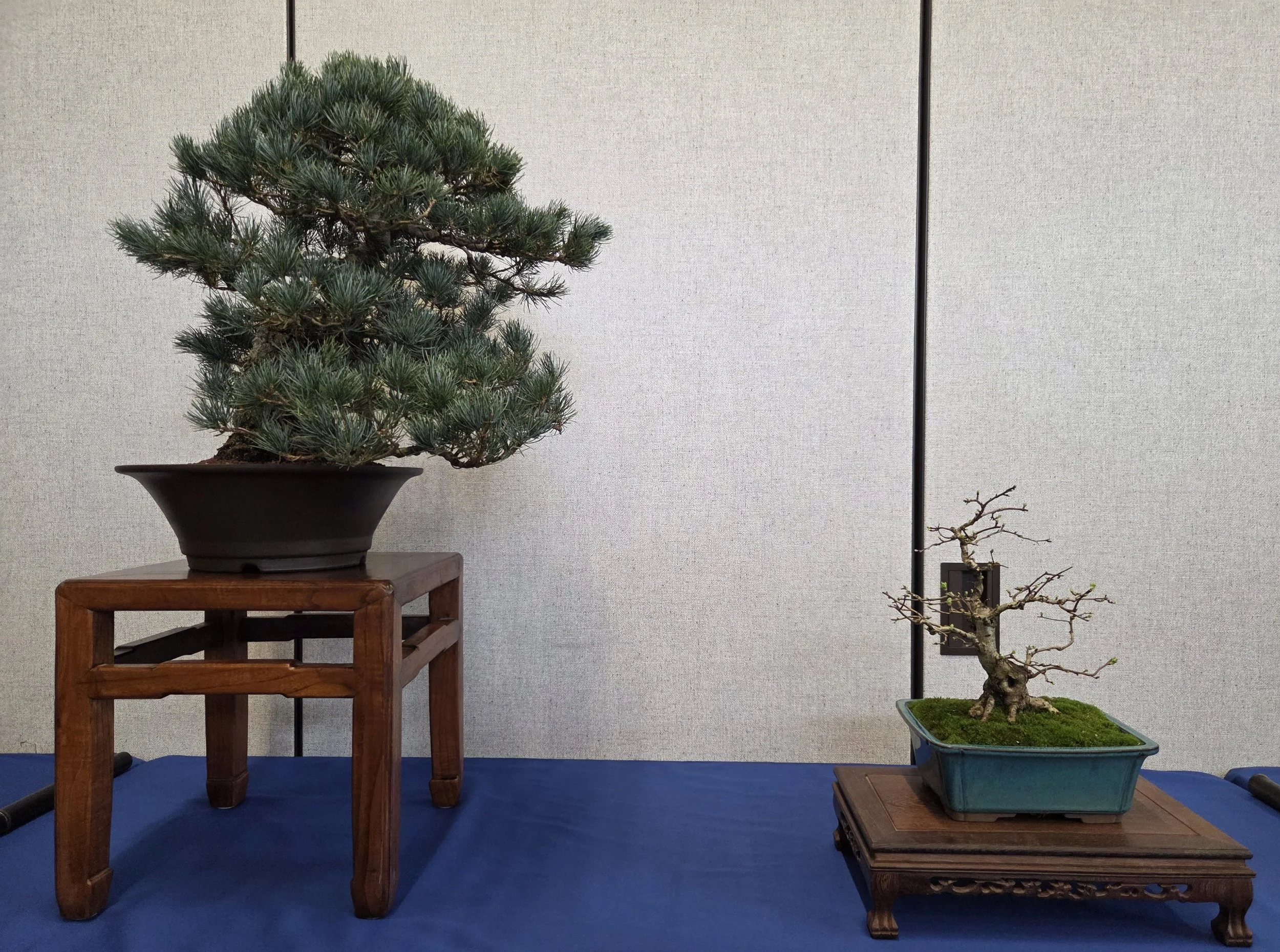 31 - Japanese White Pine