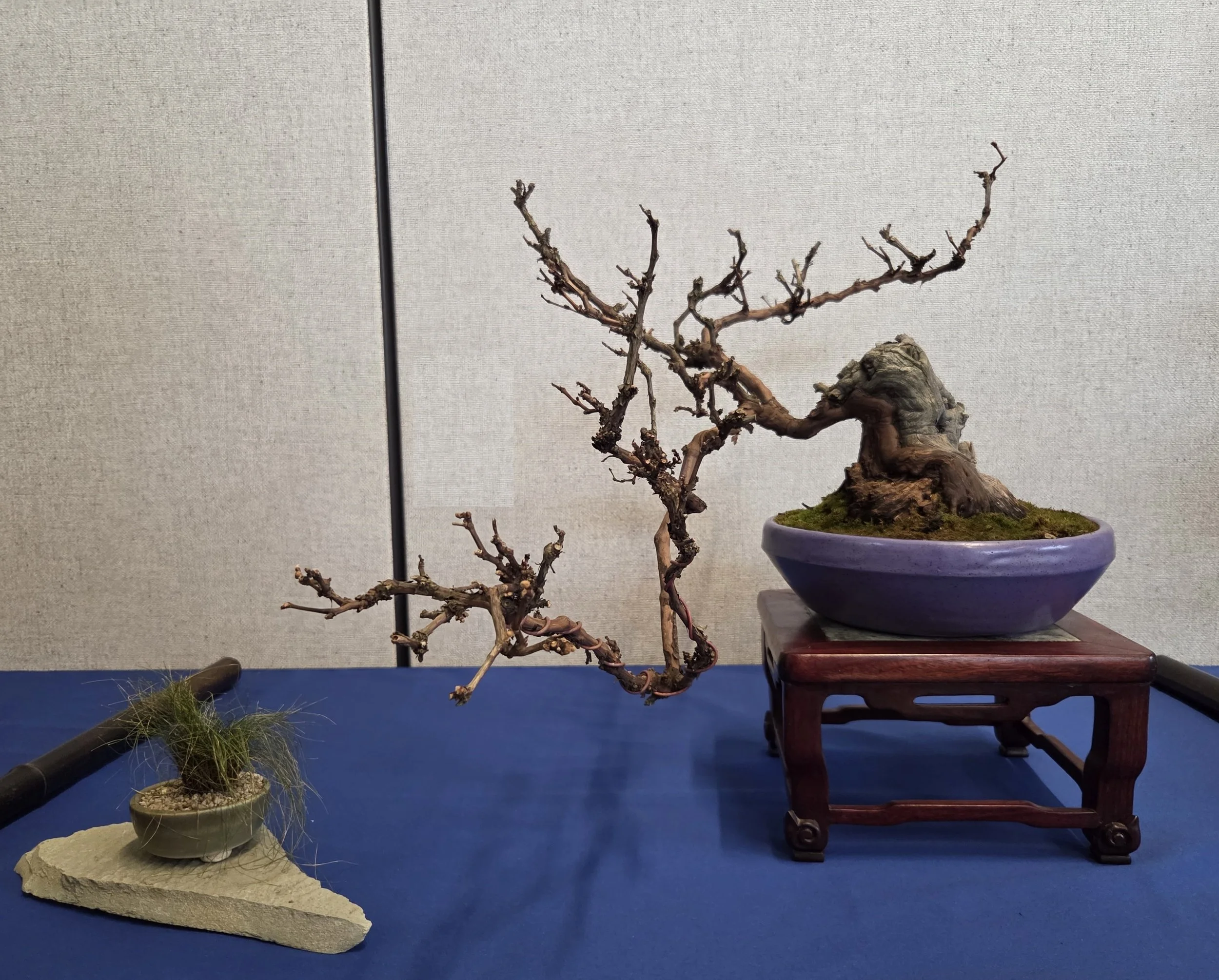 32 - Pinot Noir Grapevine