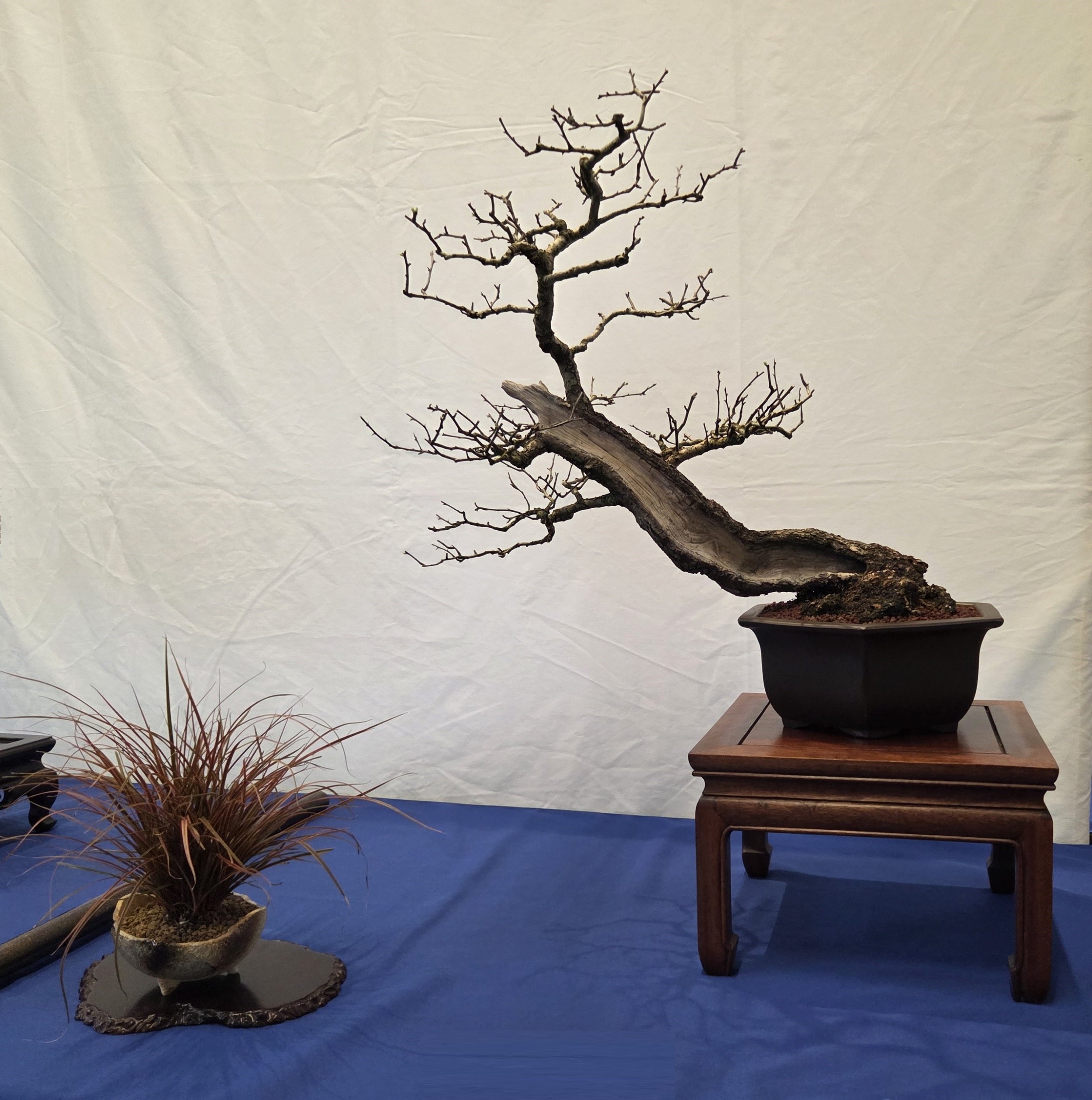 34 - Common Hawthorn