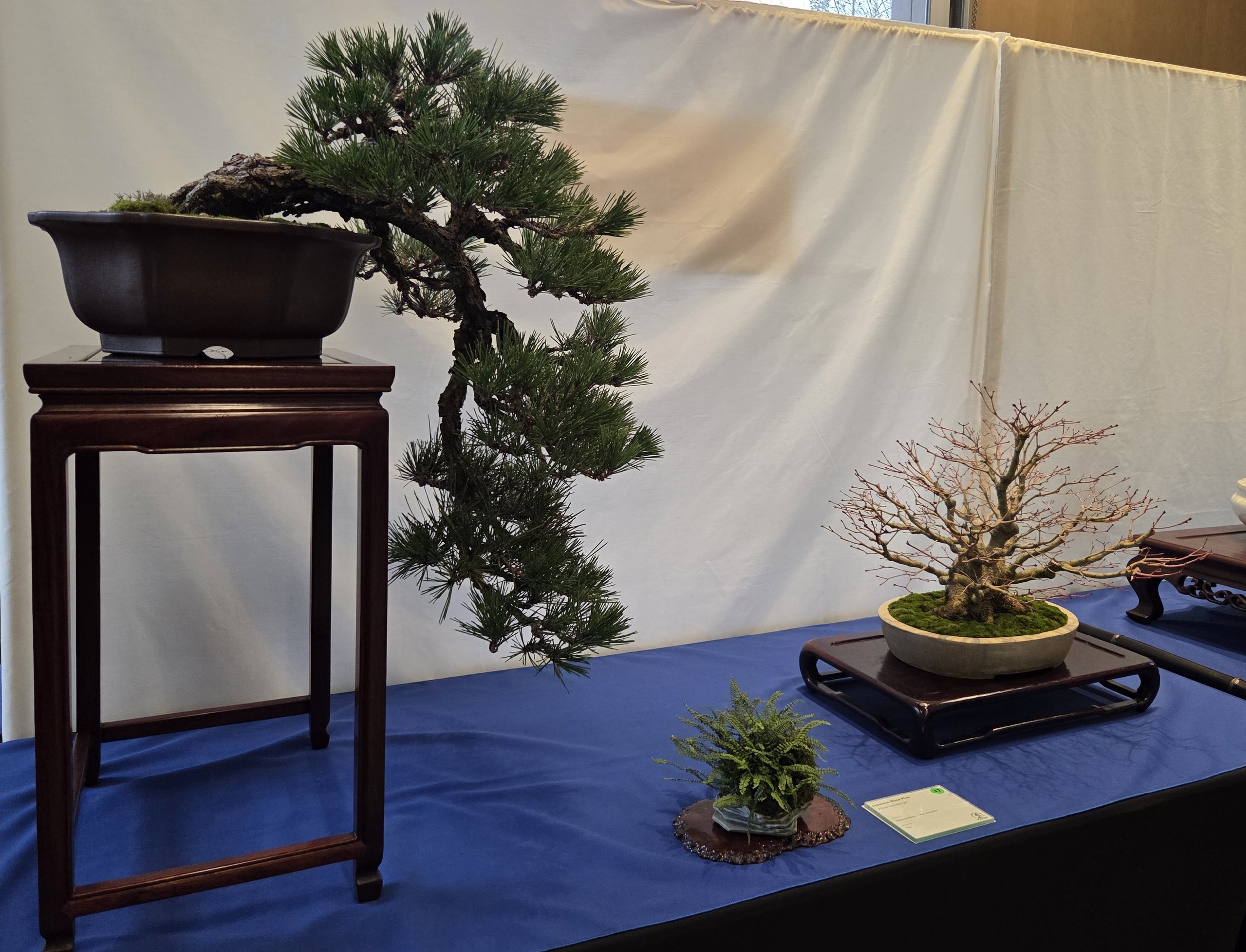 37 - Japanese Black Pine